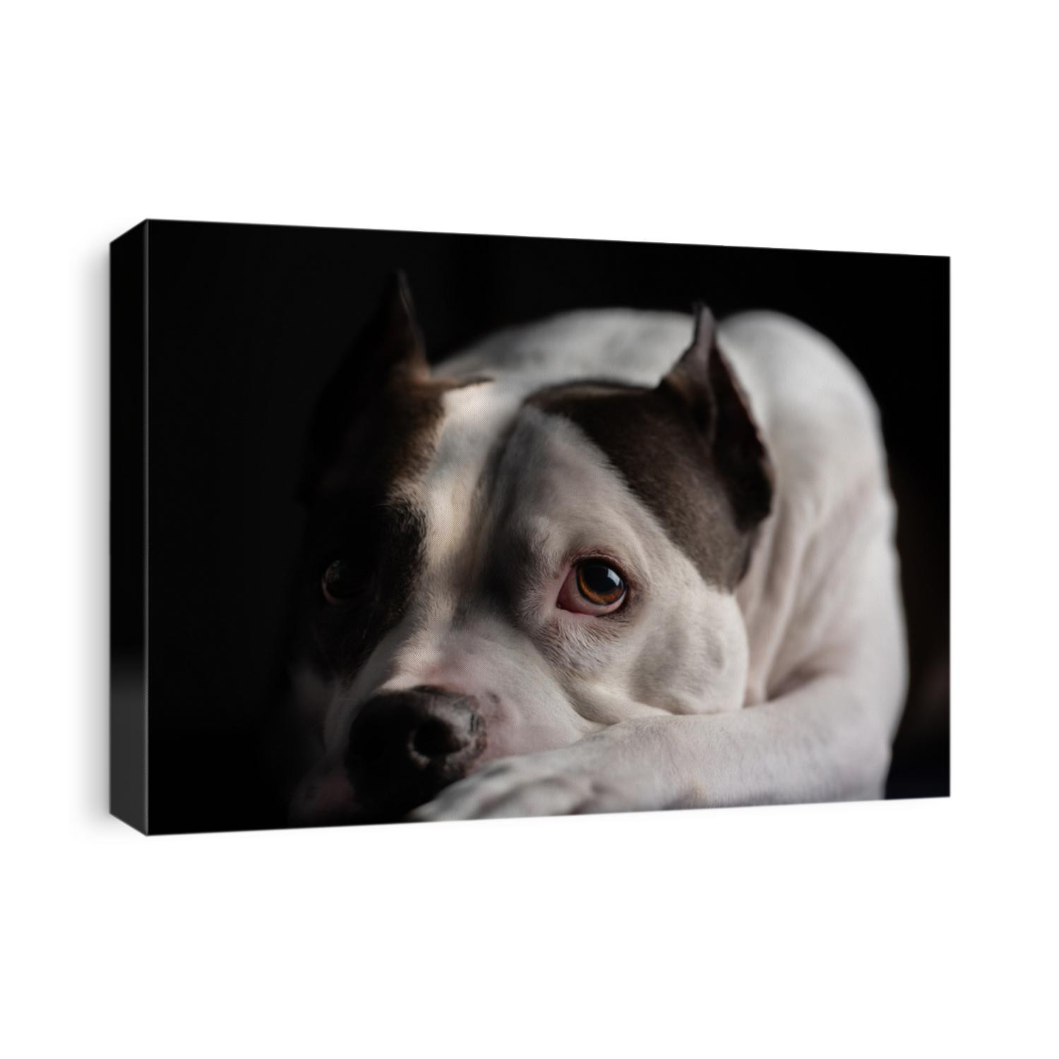 A beautiful old American Staffordshire Terrier poses for a portrait, isolated against a black background