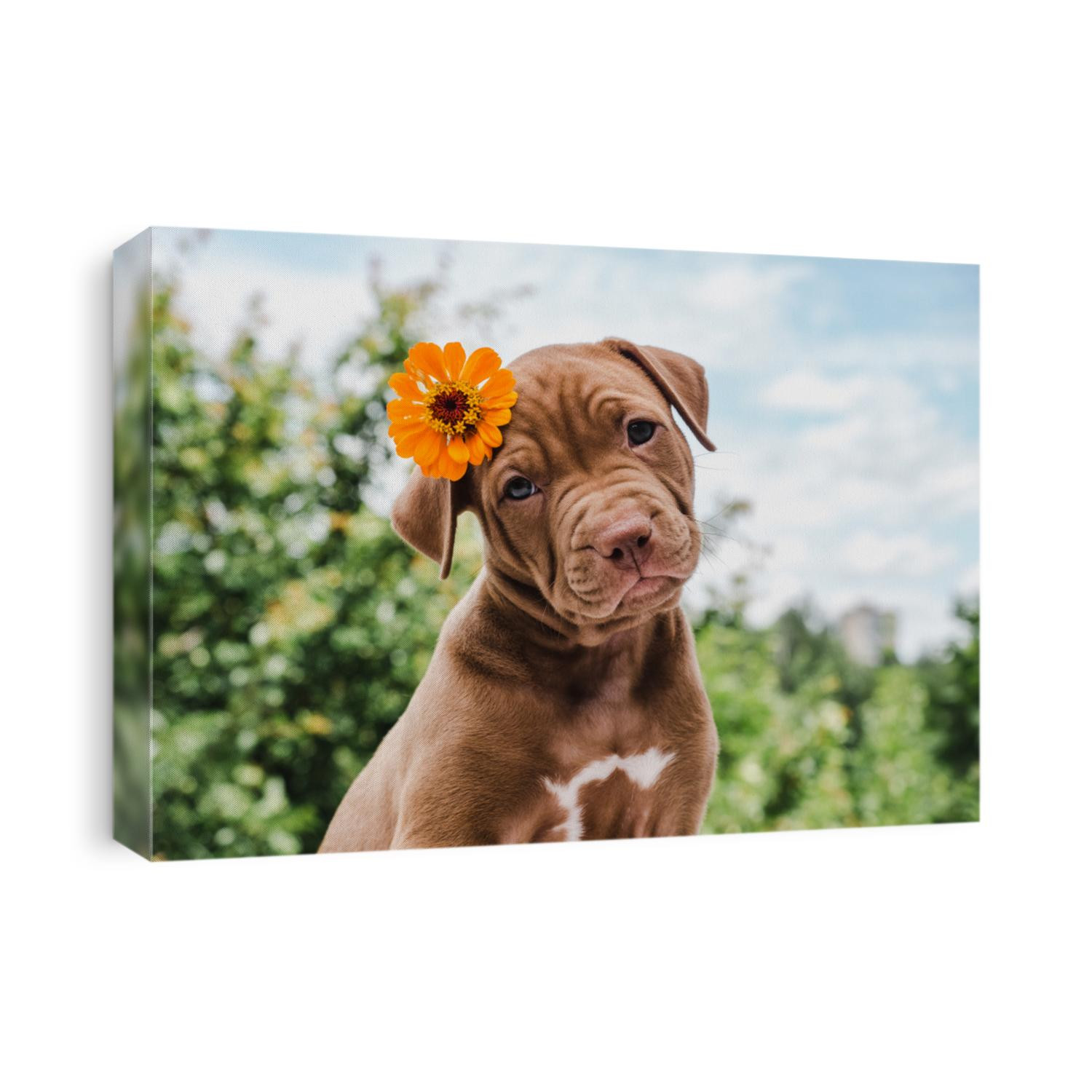 Cute, charming puppy, sitting on a soft rug on a background of green trees, blue sky and clouds on a clear, summer day. Close-up. Pet care concept