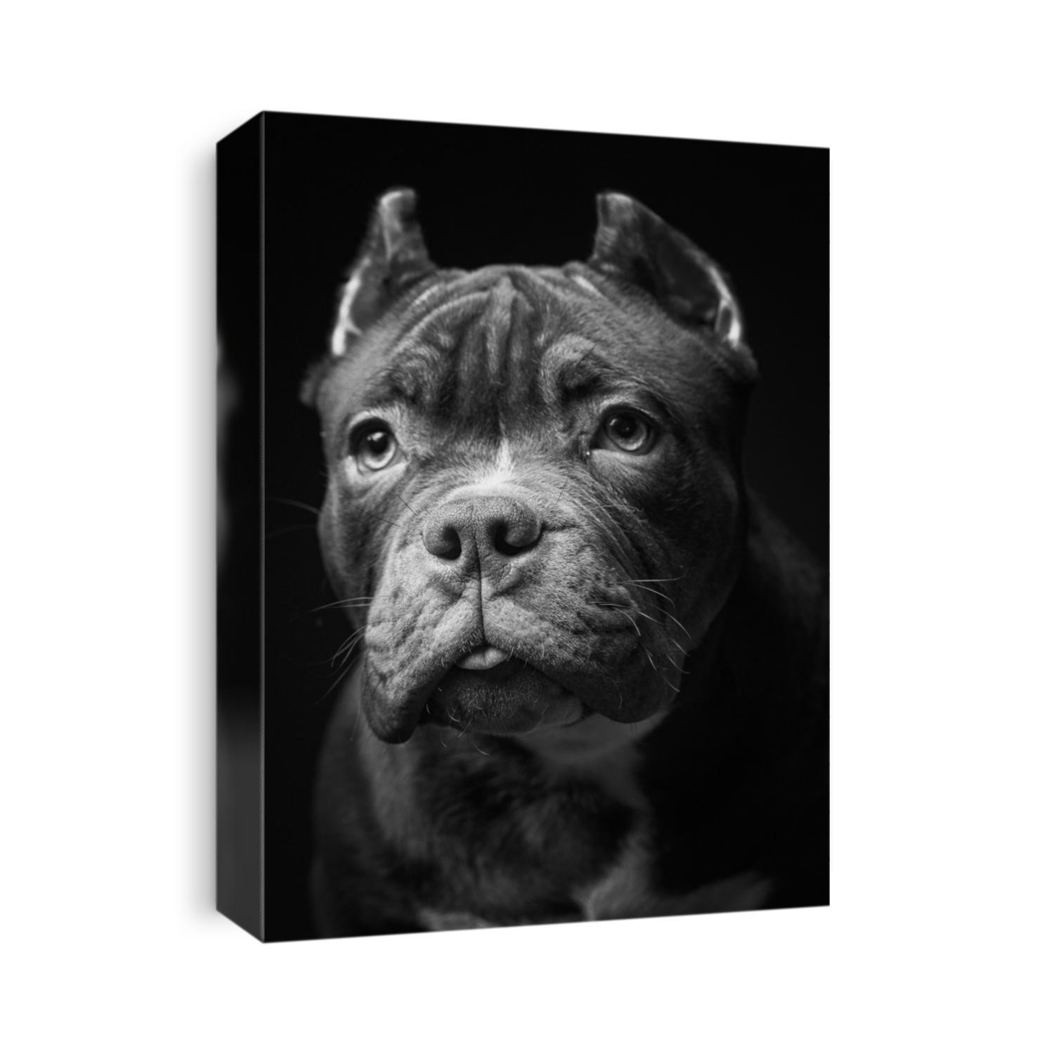 American pit bull terrier. Puppy. Dark background. Black and white image