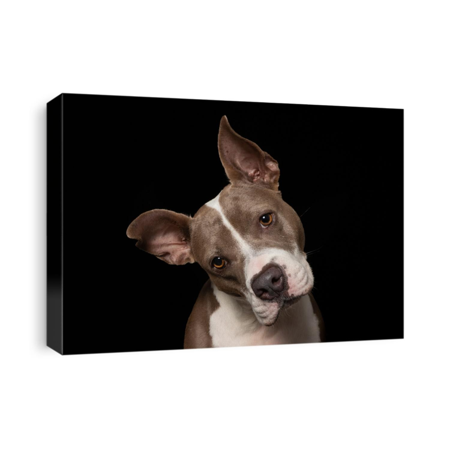 head tilt by dog in shelter. pitbull waiting for a forever home