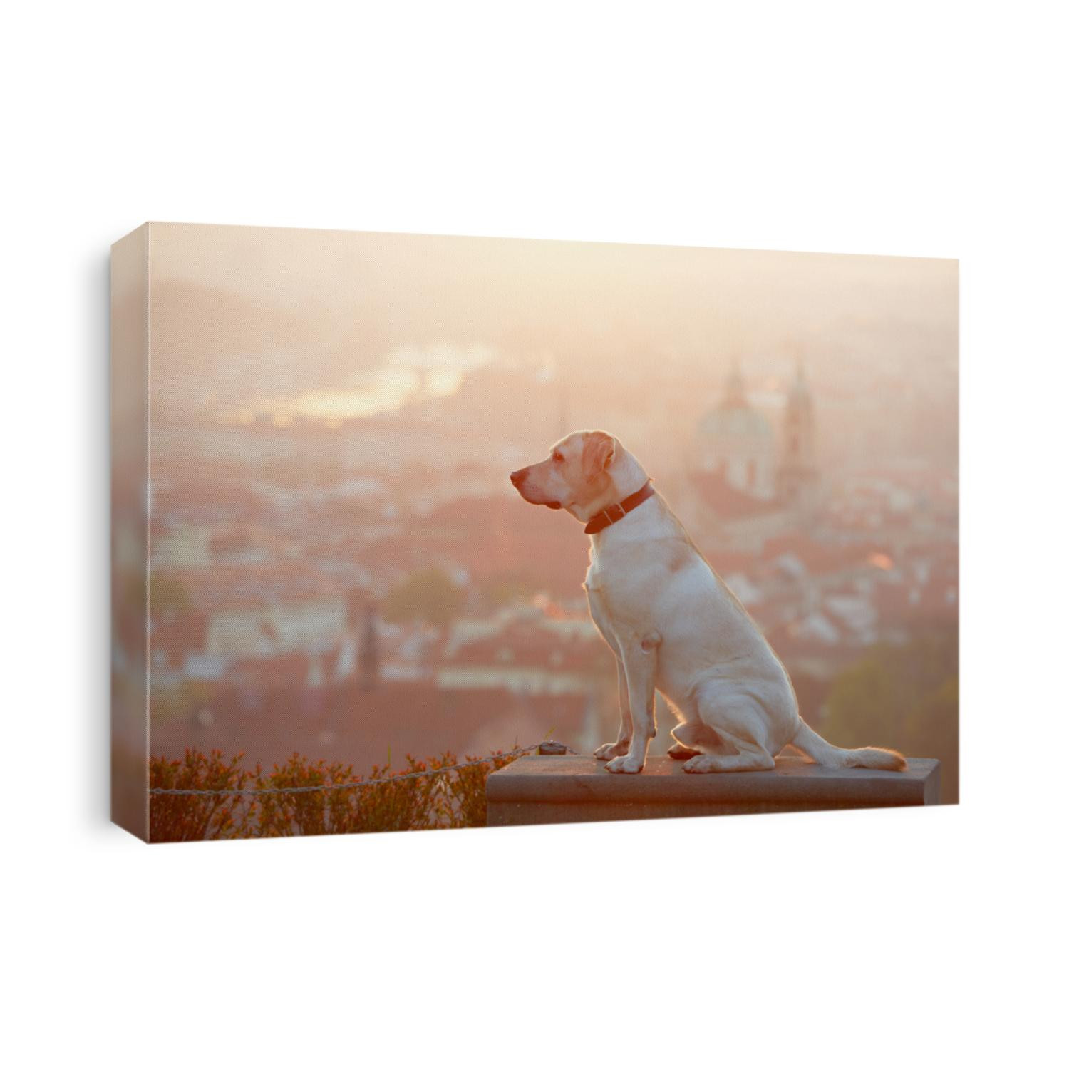 Yellow labrador retriever is looking at the sunrise