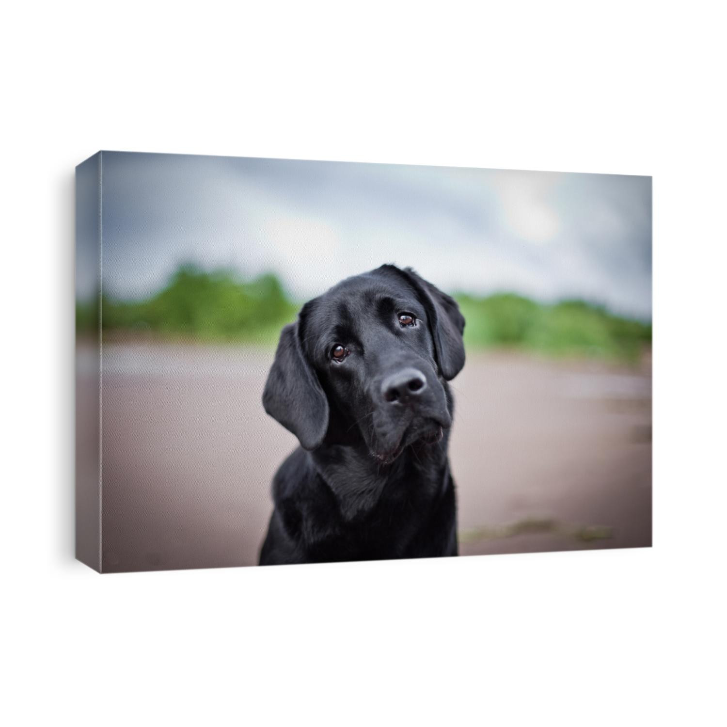 dog labrador nature of water
