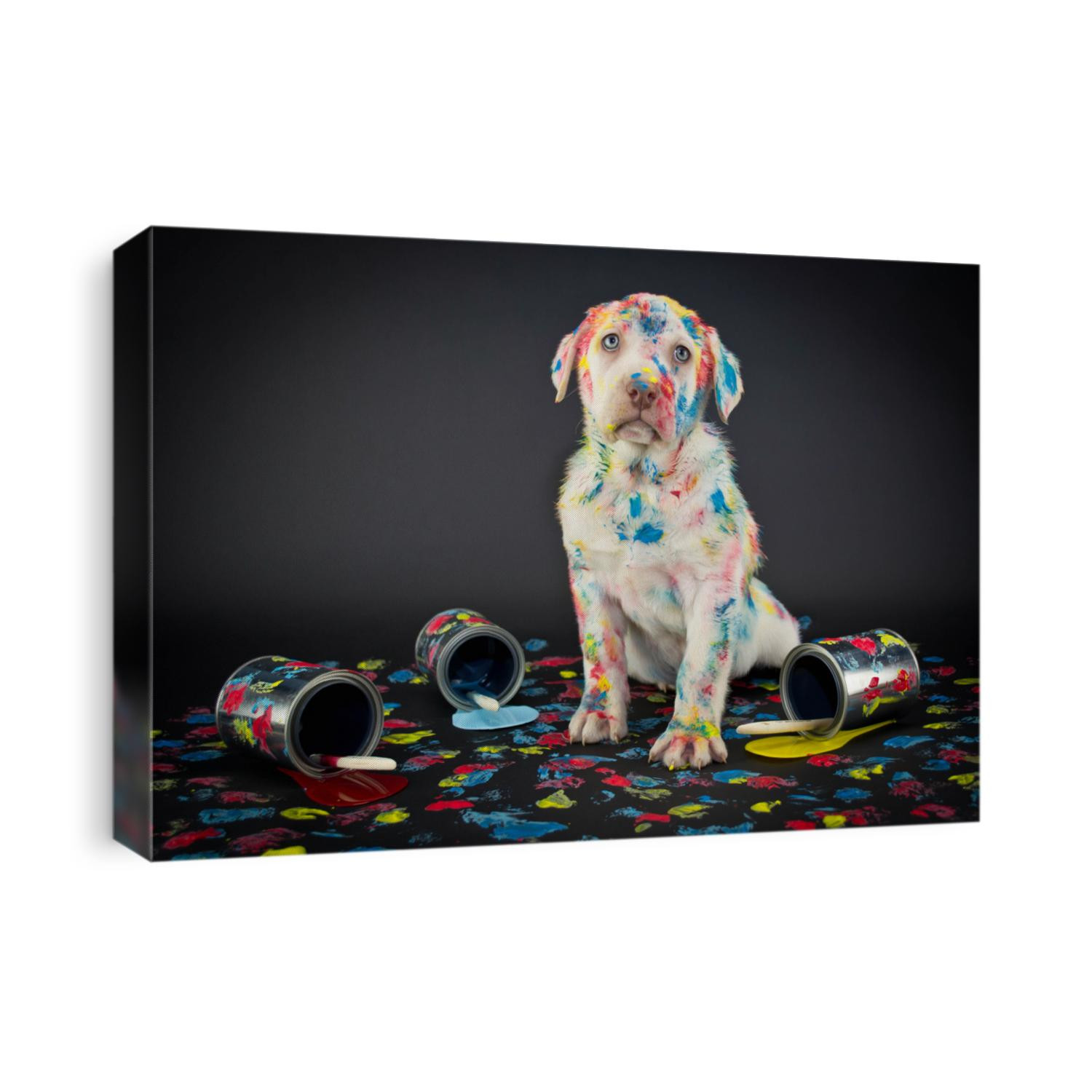 A silly Lab puppy looking like he just got caught getting into paint cans and making a colorful mess.