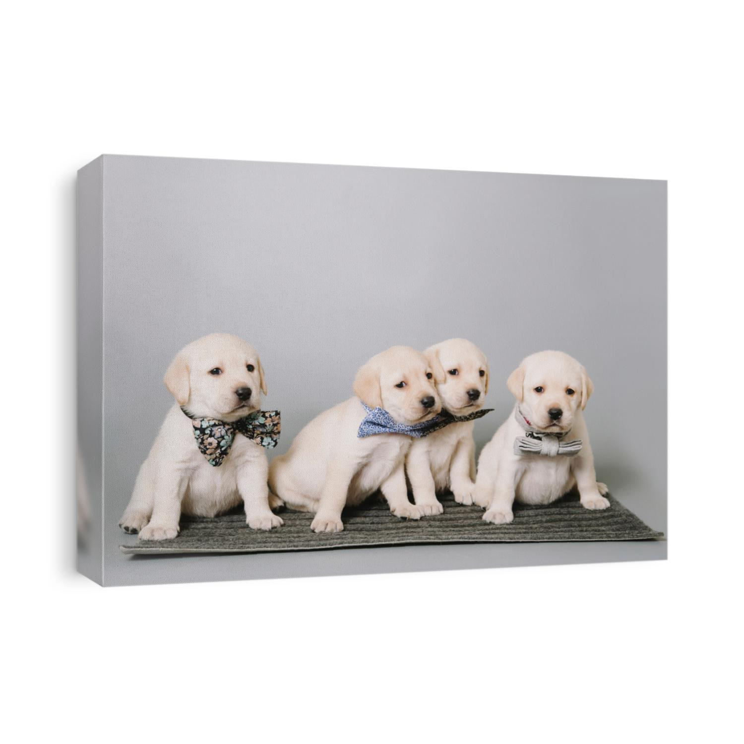 cute cuddly white labrador retriever puppies wearing bow ties playing in the photo studio