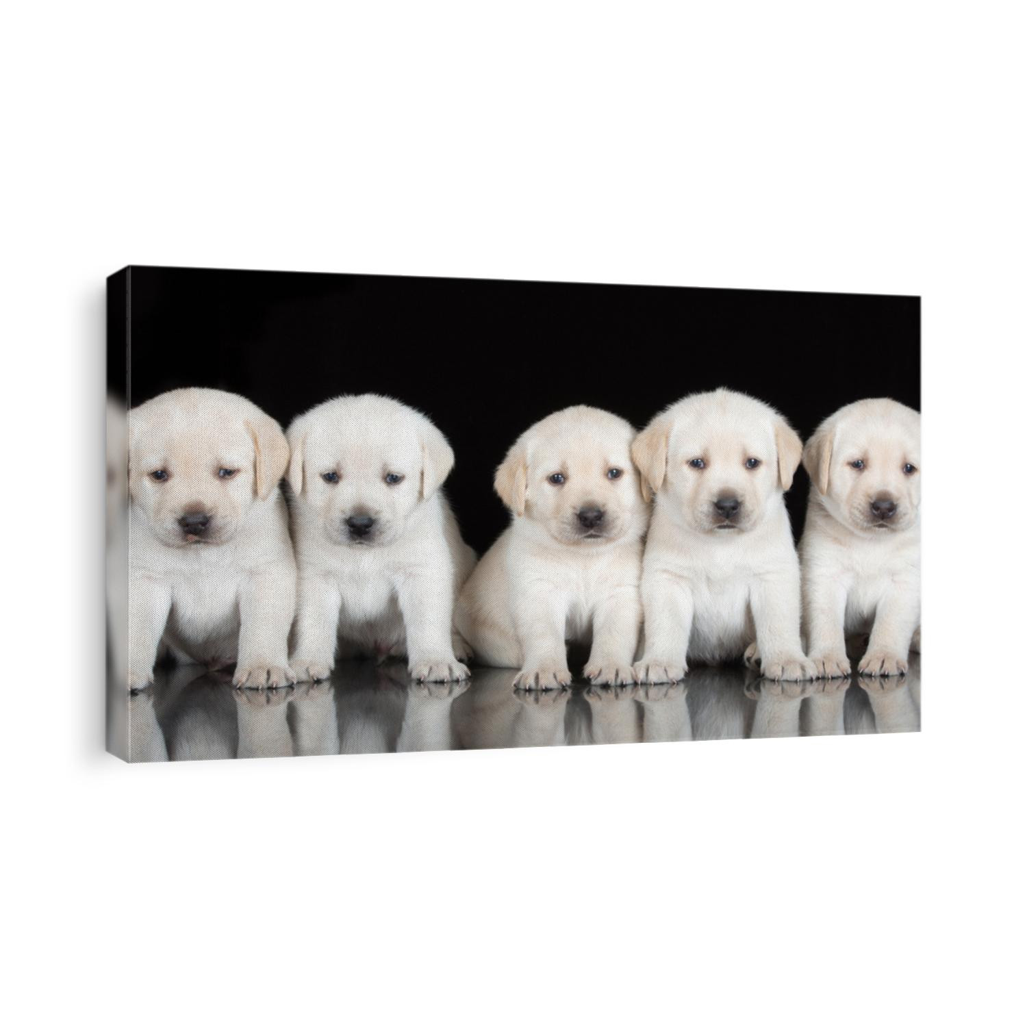 five adorable labrador retriever puppies