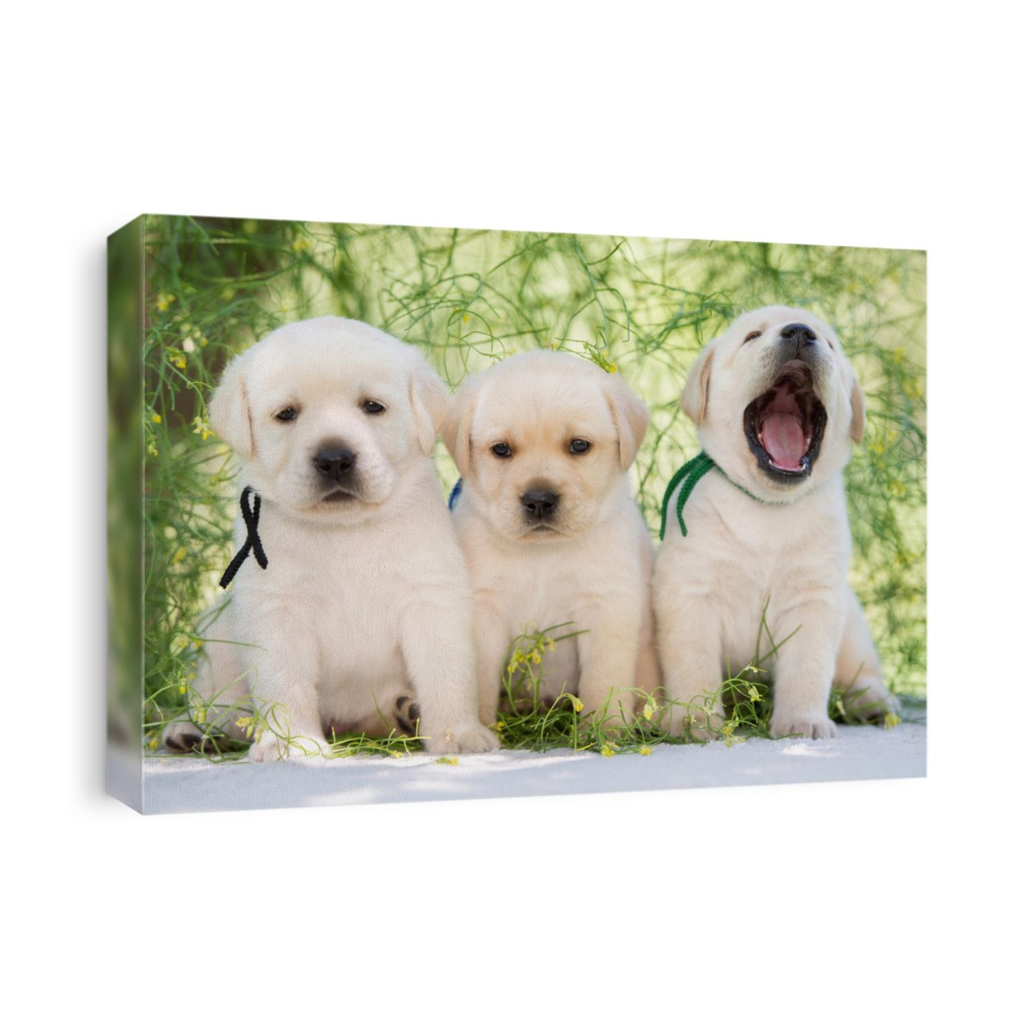 three labrador puppies