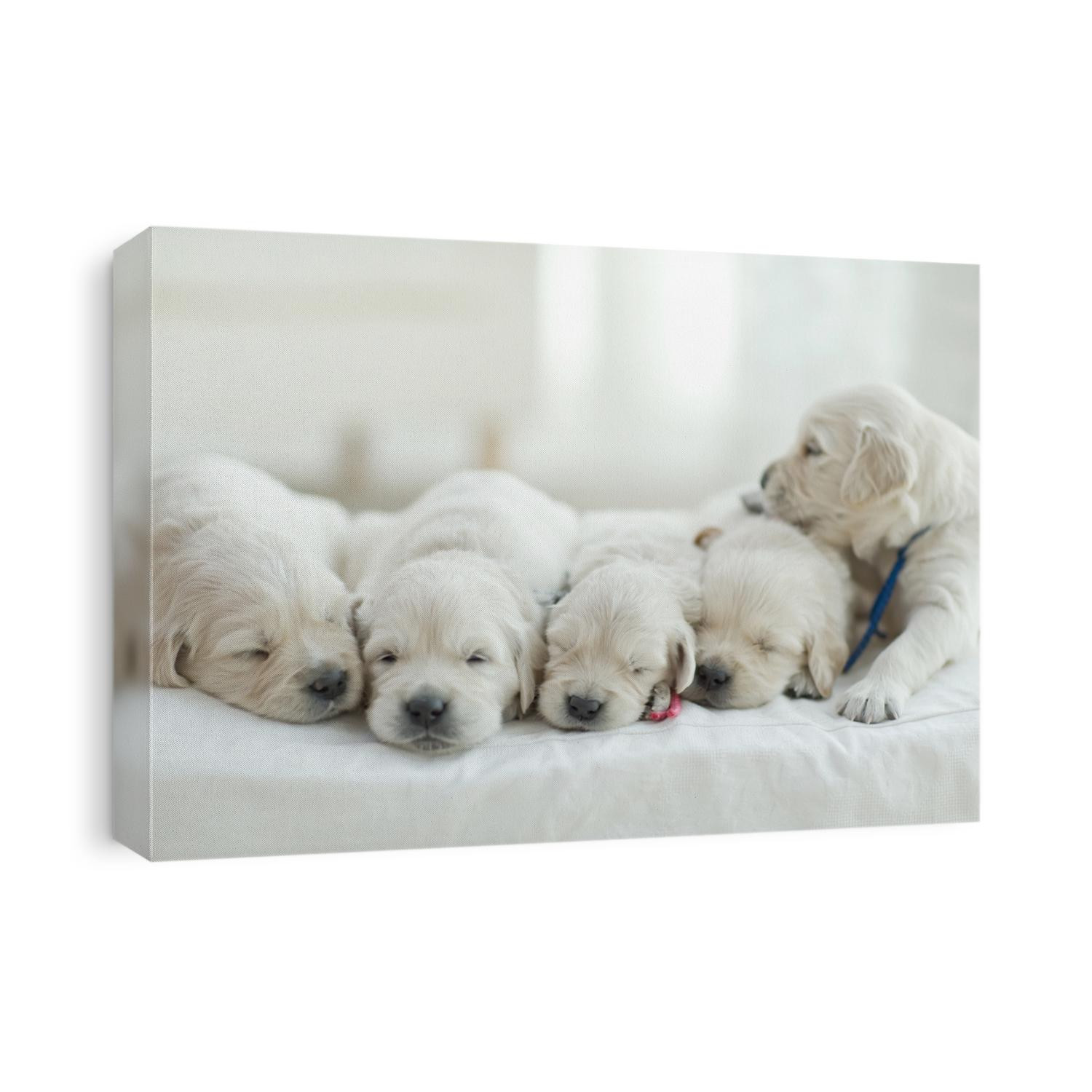 Litter of puppies Labrador Retriever Playing in dog bed