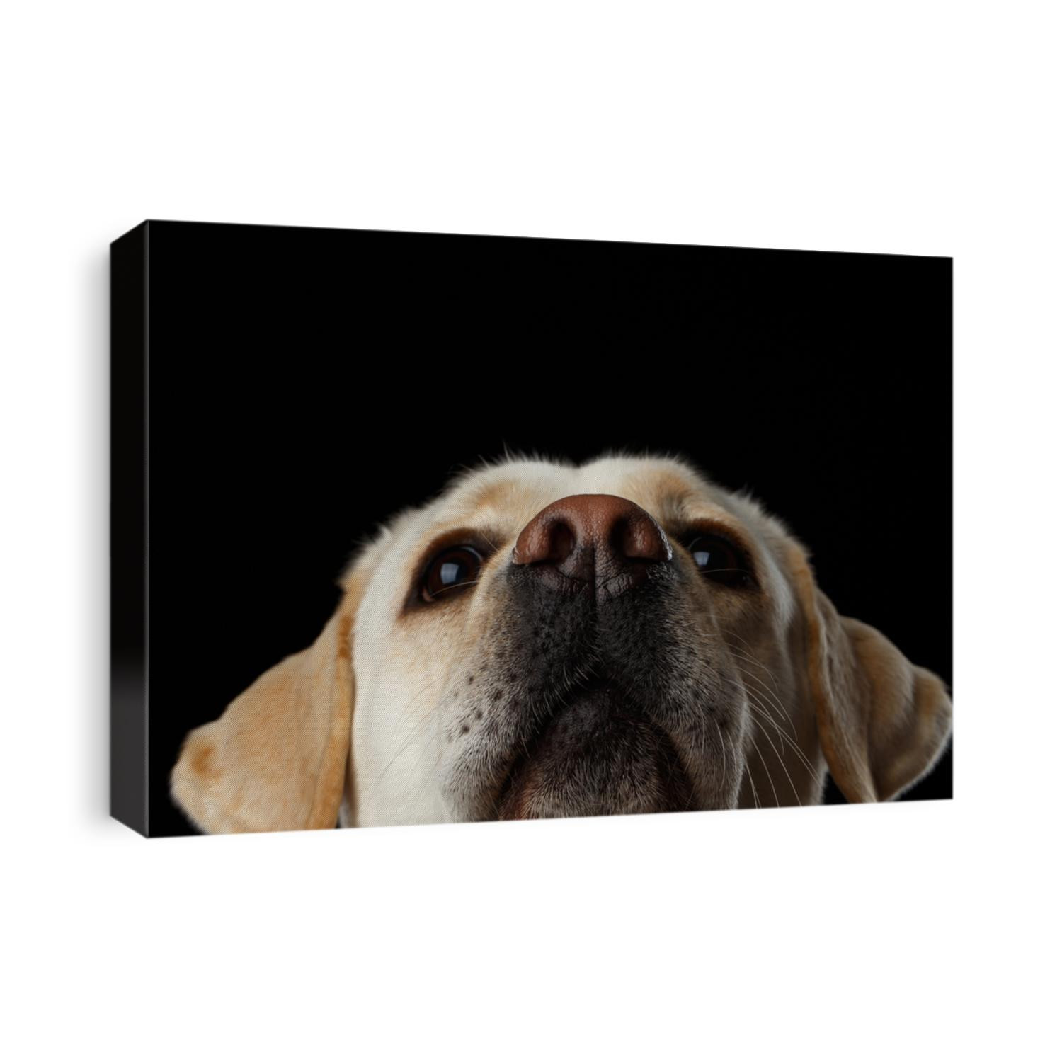 Close-up portrait of beige Labrador retriever dog raising up nose in front view isolated black background