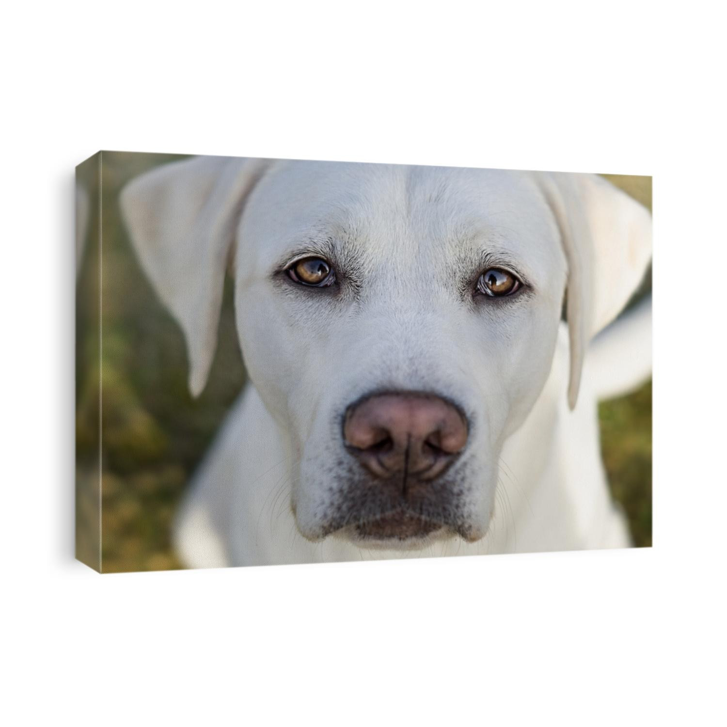 the face of a cute white labrador retriever dog puppy