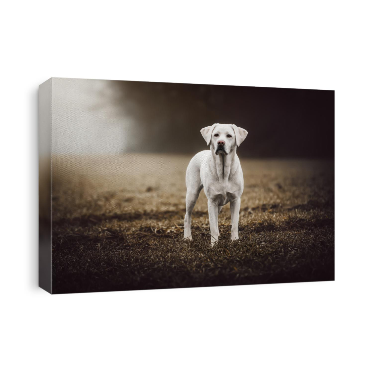 young strong white labrador retriever dog on a field with perfect figure during sunset