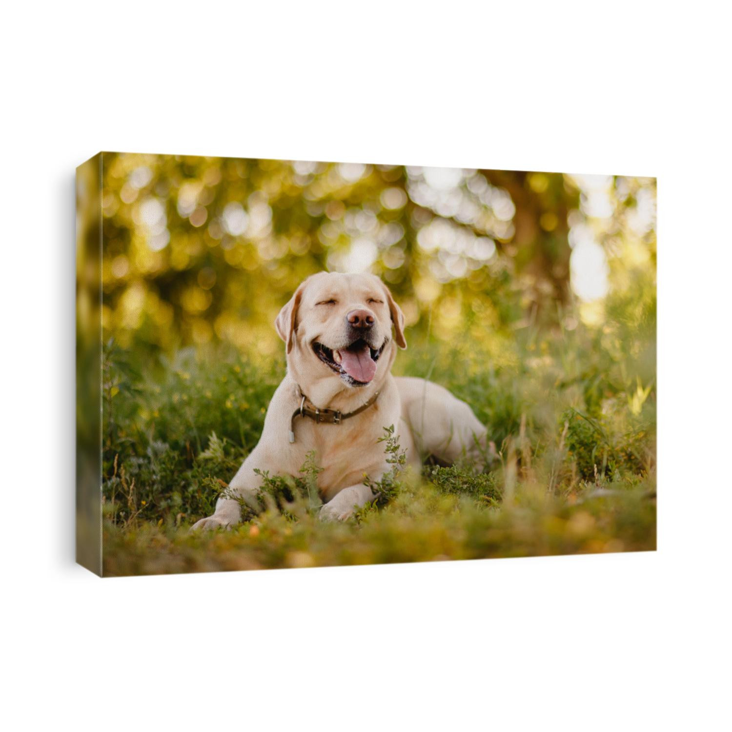 Active, smile and happy purebred labrador retriever dog outdoors in grass park on sunny summer day.