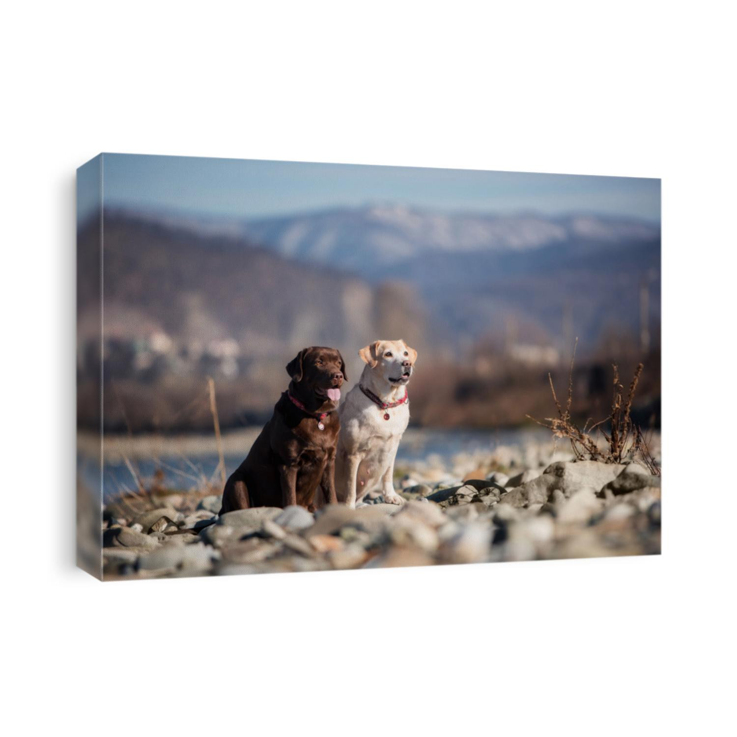 chocolate and fawn dog labrador of the river and sky