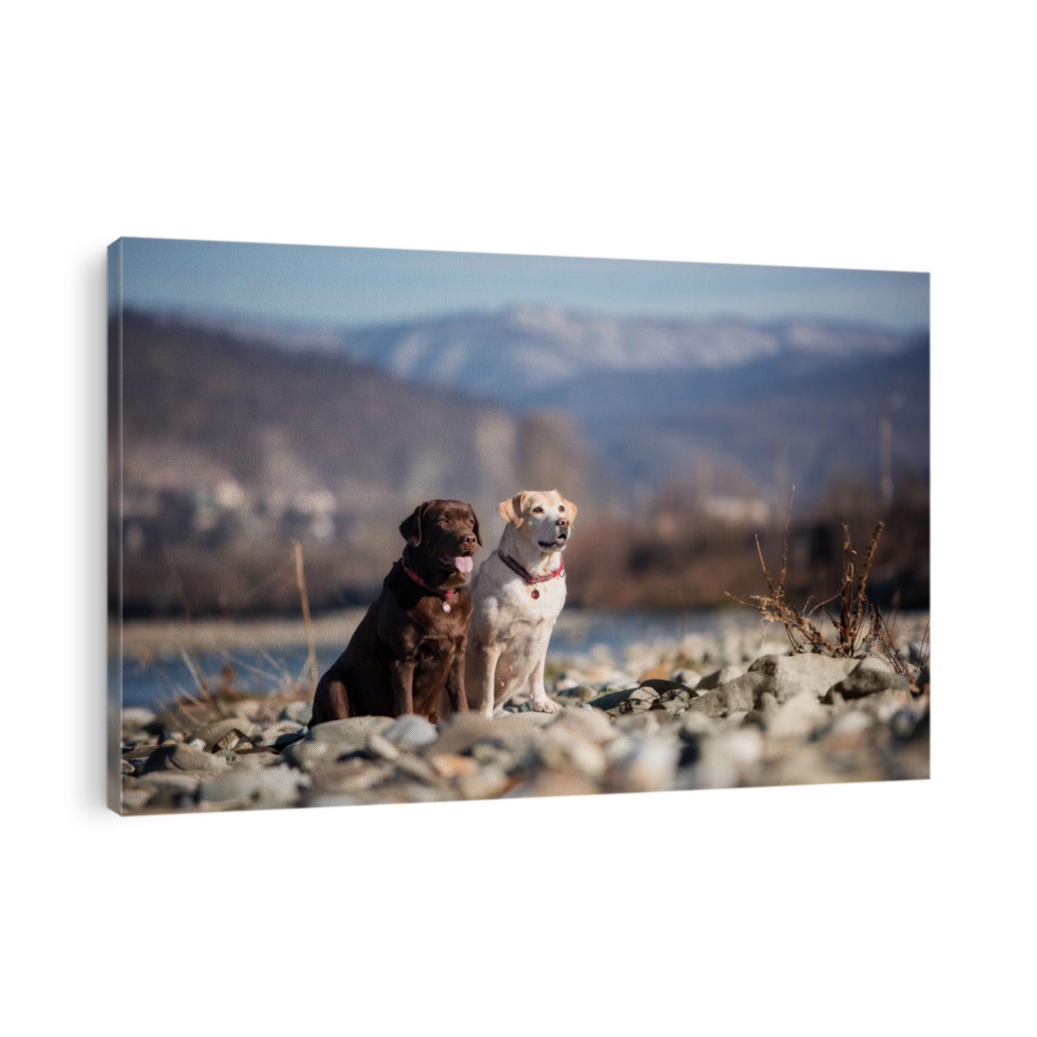 chocolate and fawn dog labrador of the river and sky
