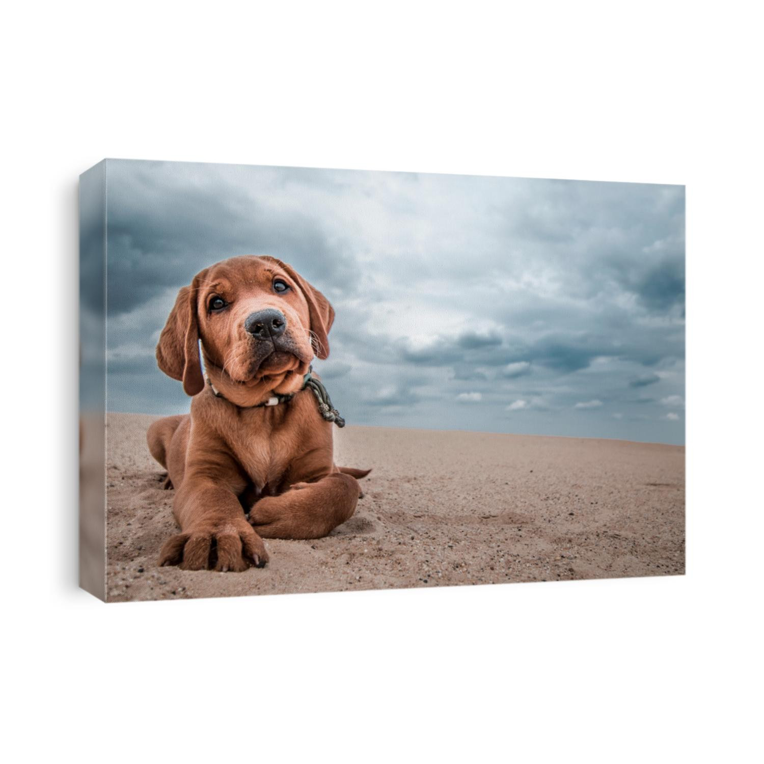 Puppy in the sand and the beach Labrador
