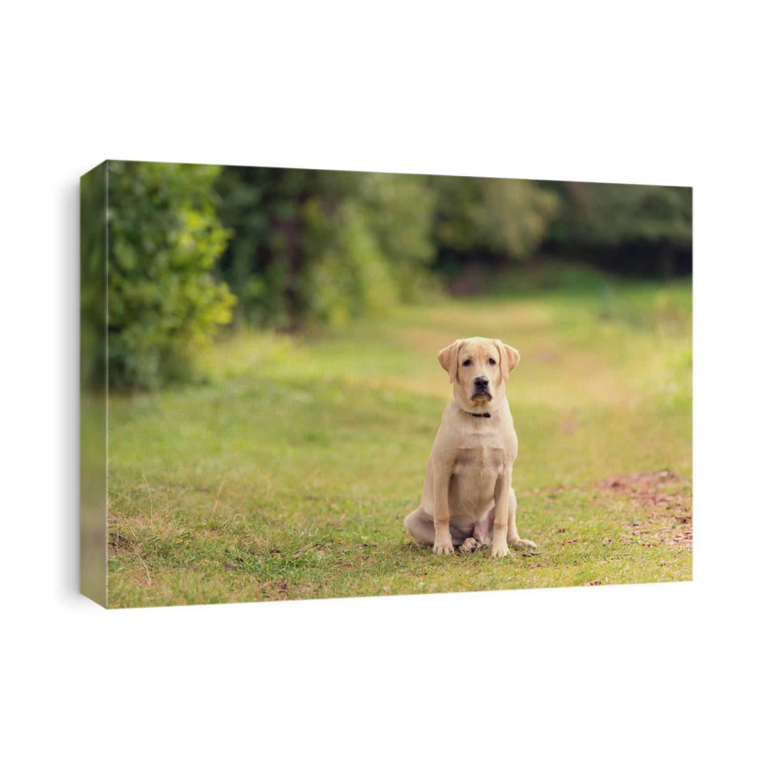 Beauty Labrador dog in the green nature