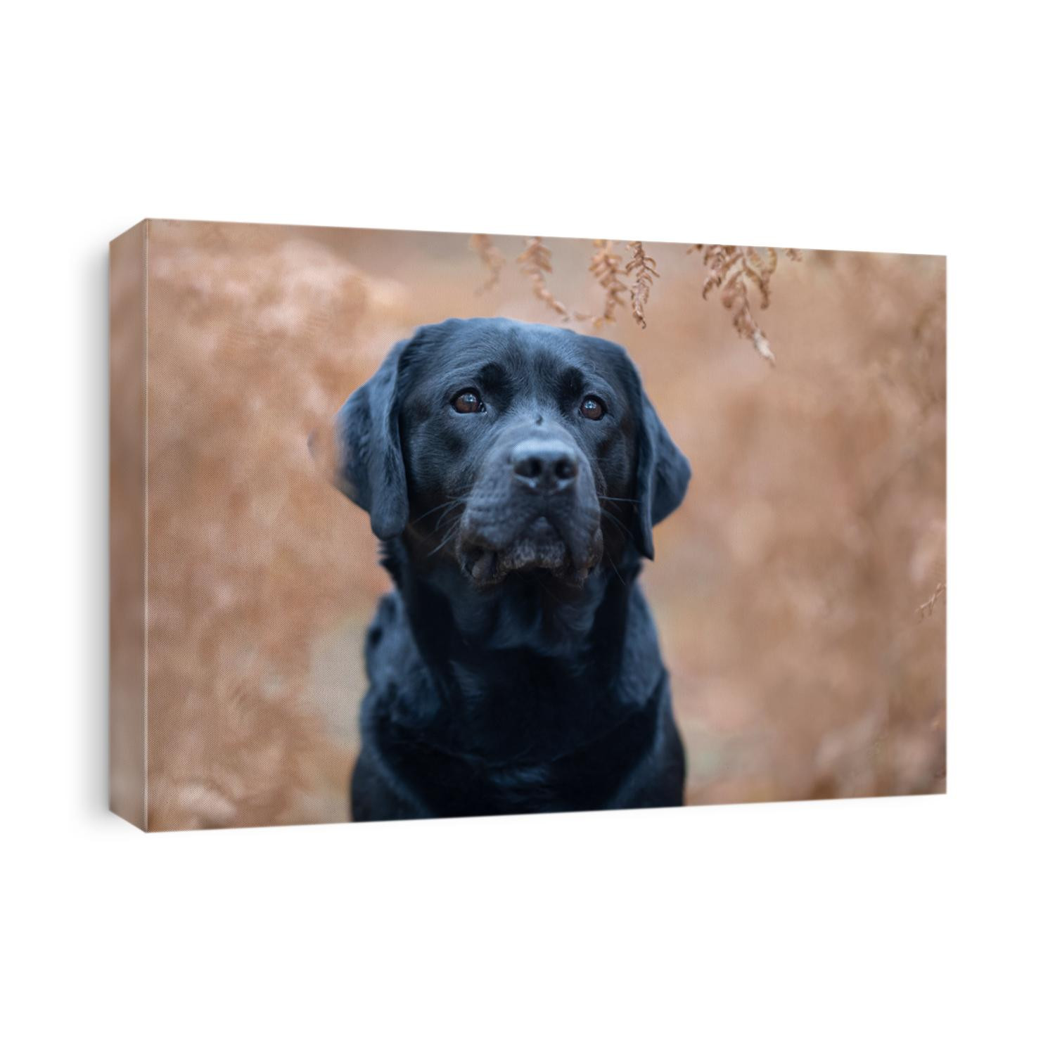 Portrait of a pretty black labrador retriever between brown autumn fern leafs