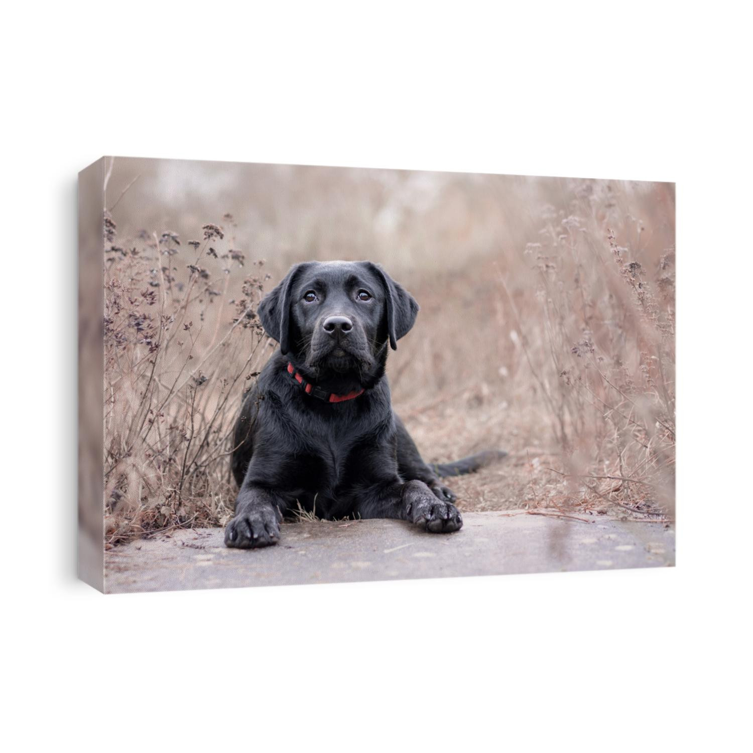 Labrador dog laying down between brown flowers, looking at the camera relaxed. Black lab. Labrador retriever. 