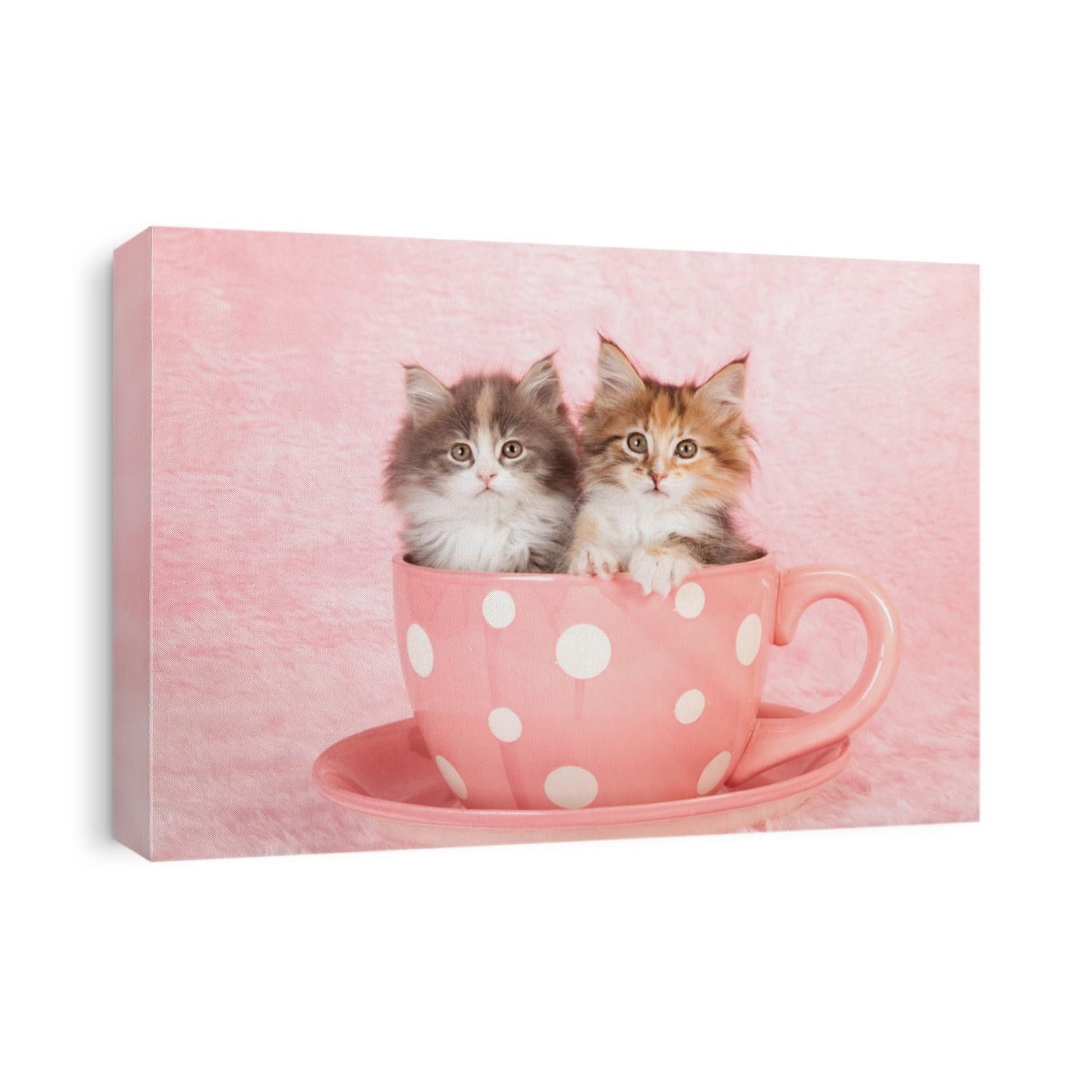 Moggie kittens sitting in large pink polka dot cup with saucer on pink background