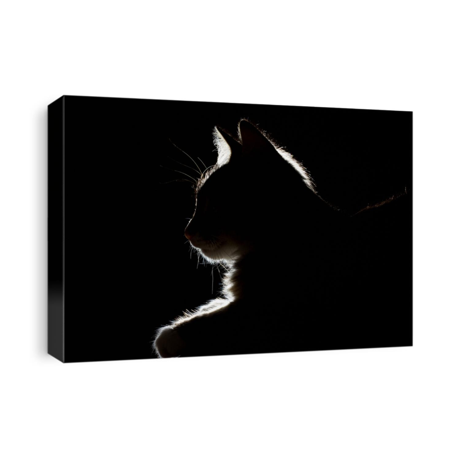 silhouette of a beautiful cat on a black background