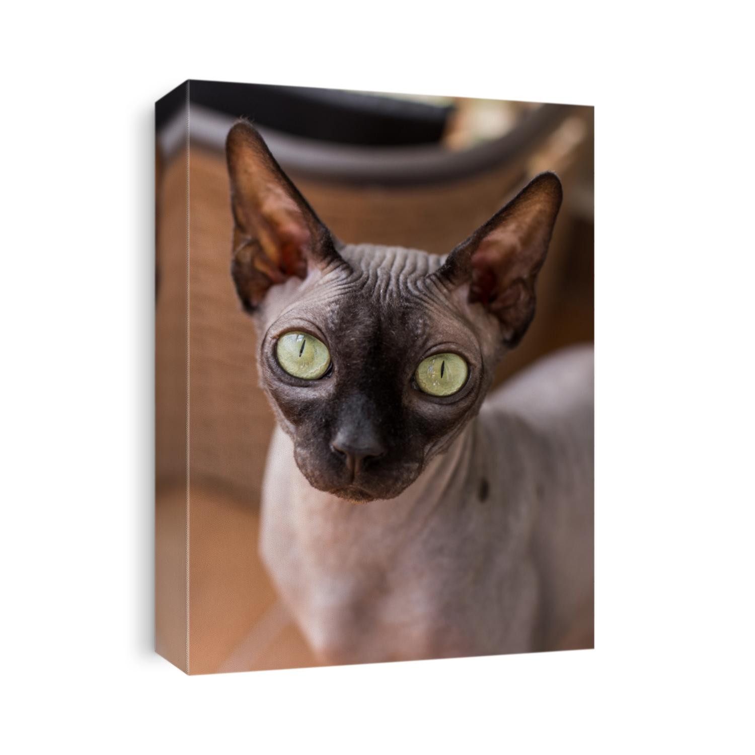 Sphynx cat look amazing
