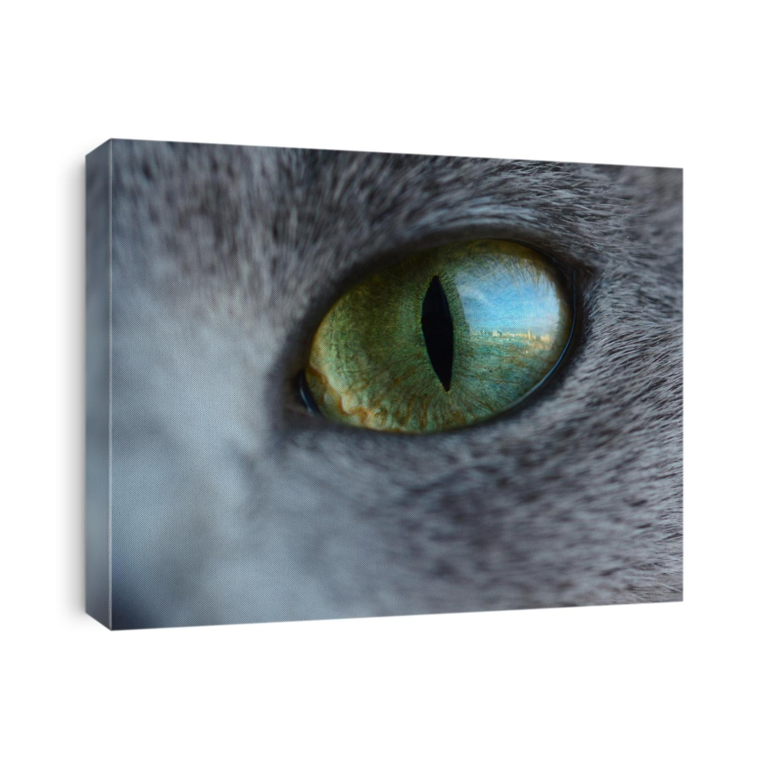 Reflection of a city street and buildings from the window in cat's eye like us as in fish eye lens. Green eye of russian blue cat.