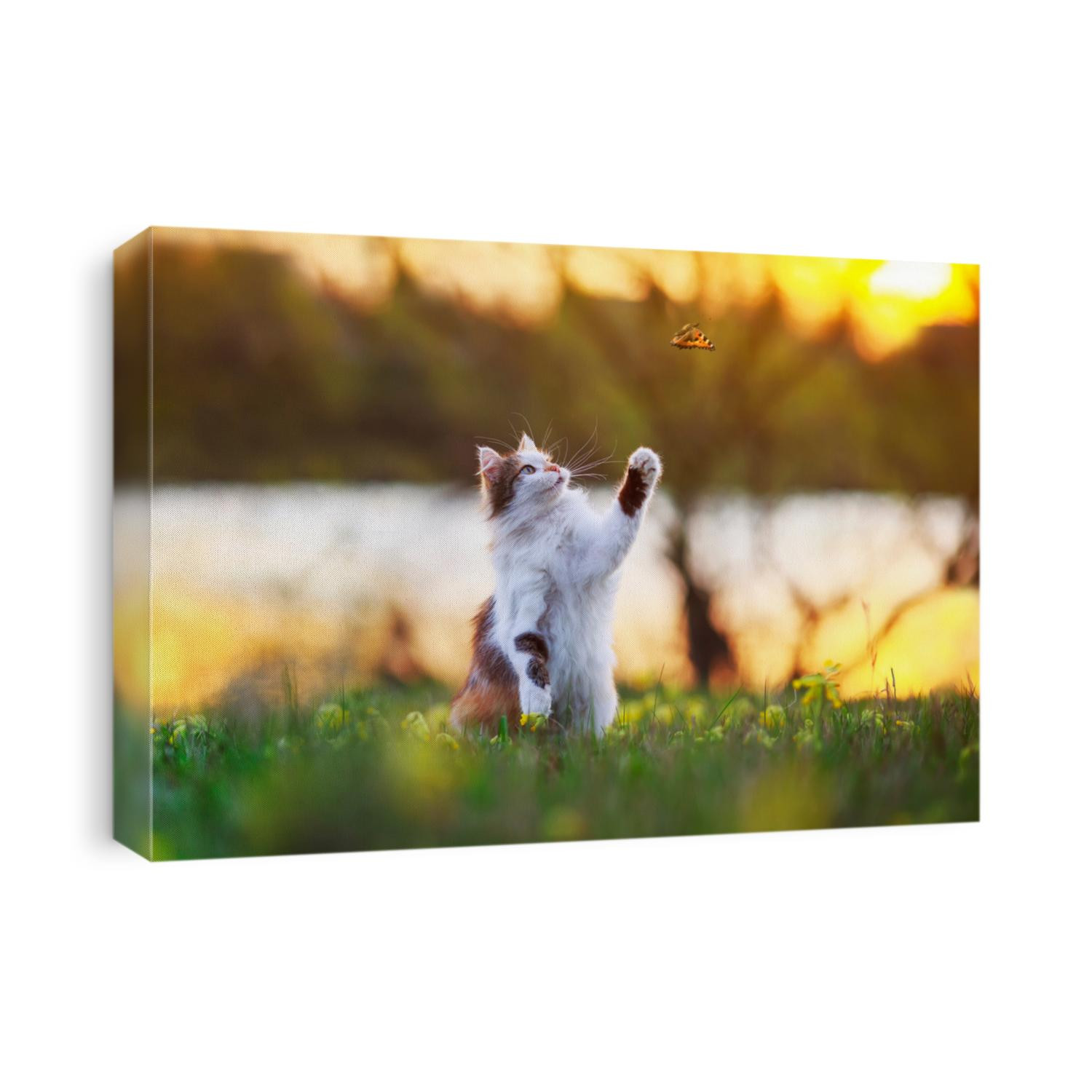 beautiful fluffy cat catches a butterfly with its paw in a sunny summer meadow