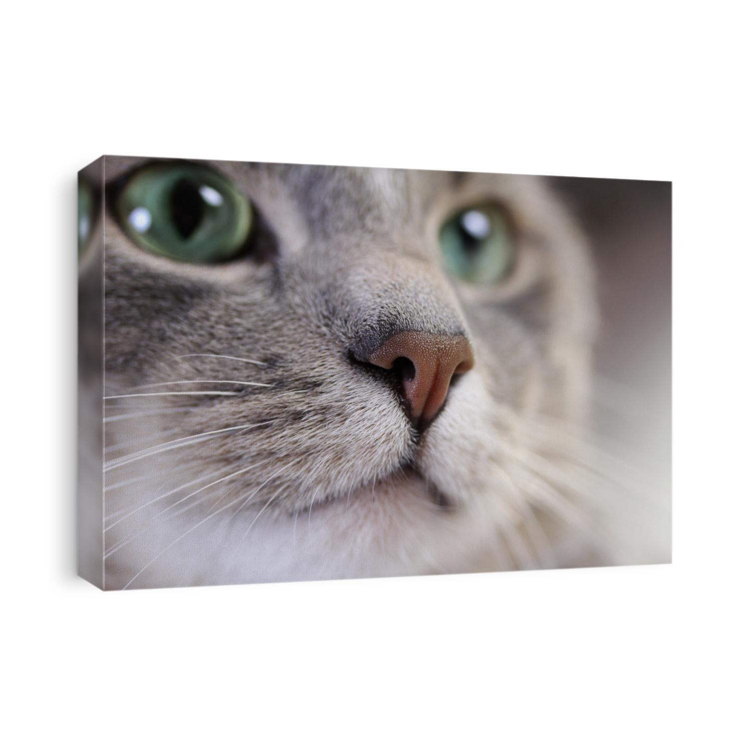 Cat face close up