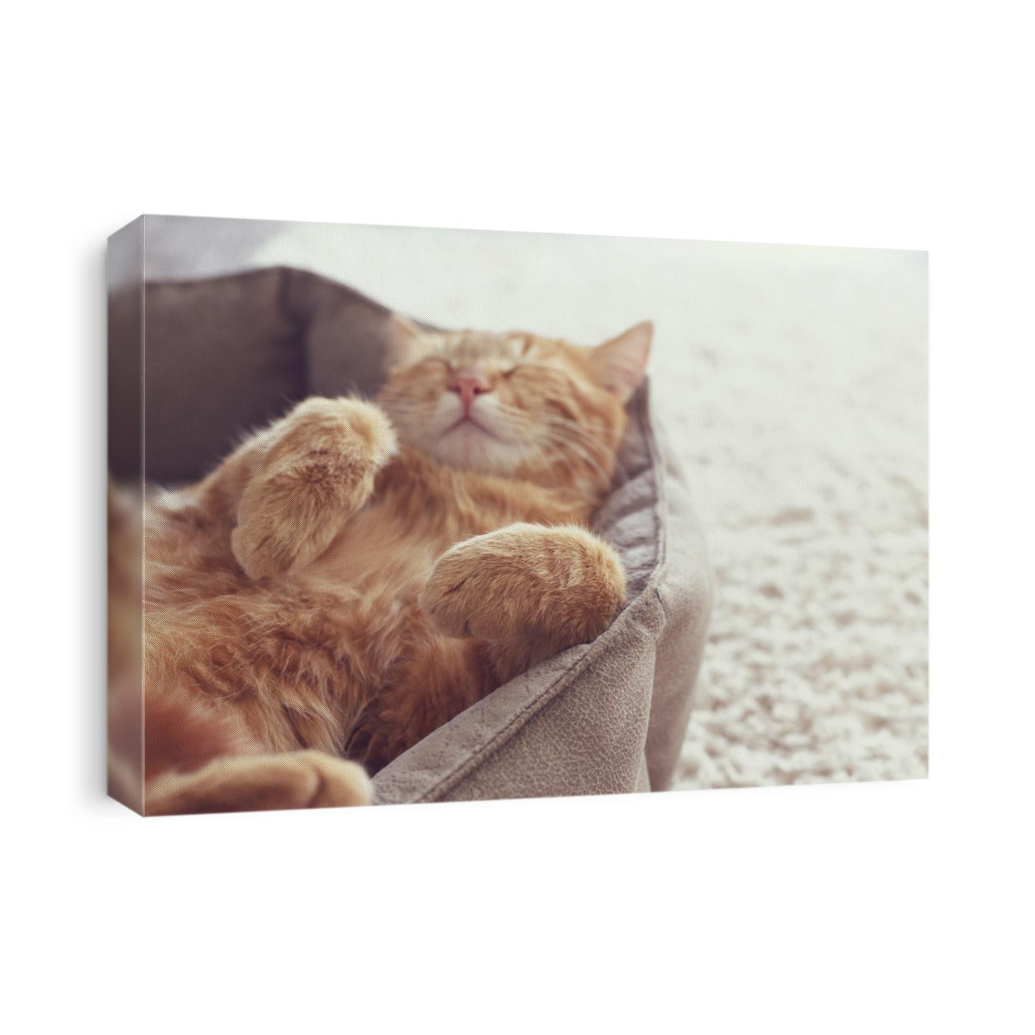 A ginger cat sleeps in his soft cozy bed on a floor carpet, soft focus