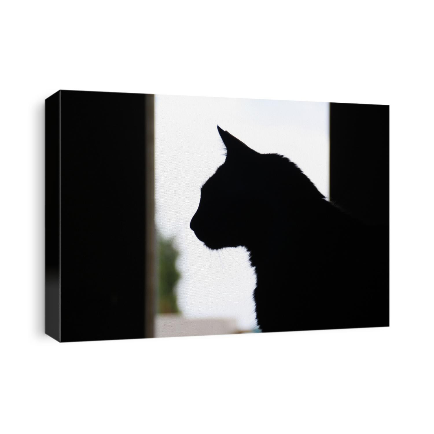 Silhouette of a black cat near the window