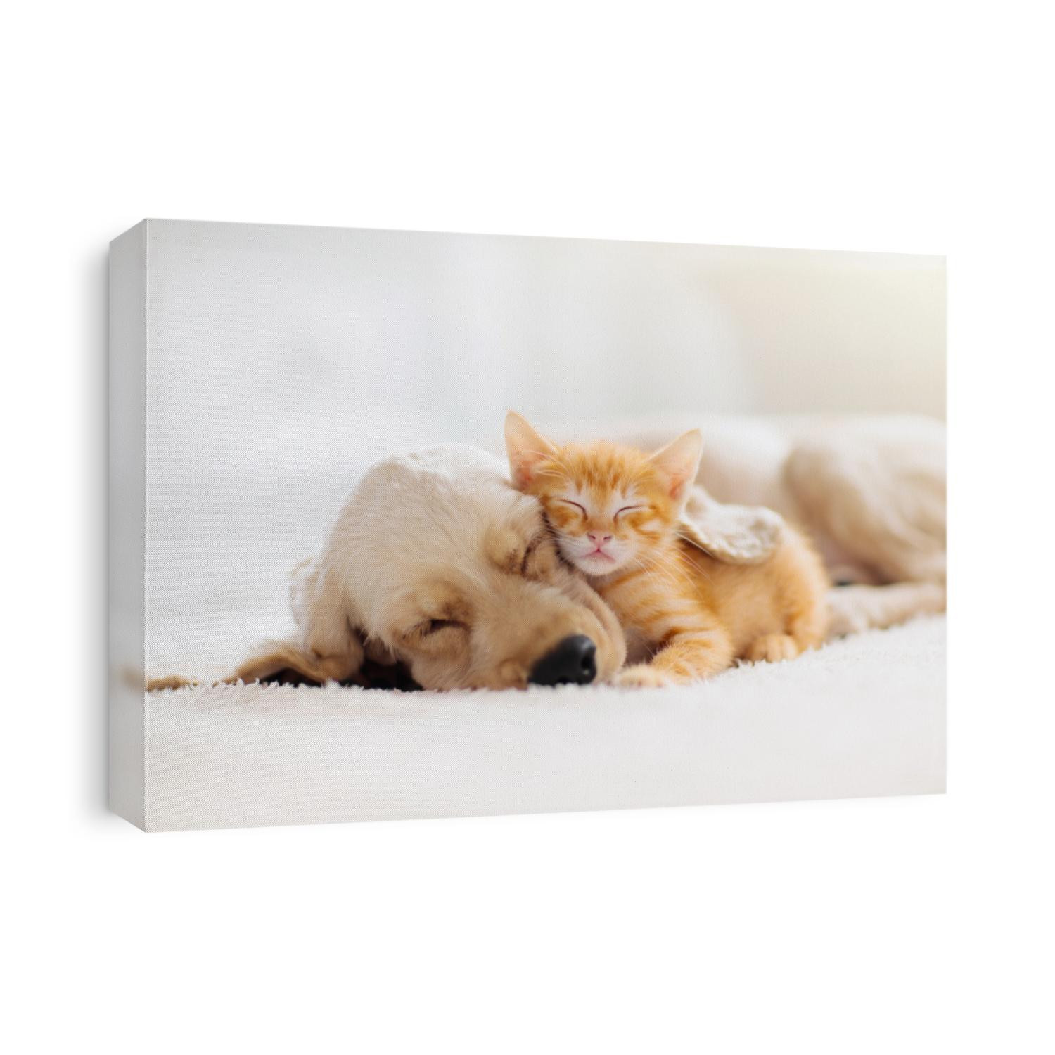 Cat and dog sleeping together. Kitten and puppy taking nap. Home pets. Animal care. Love and friendship. Domestic animals.