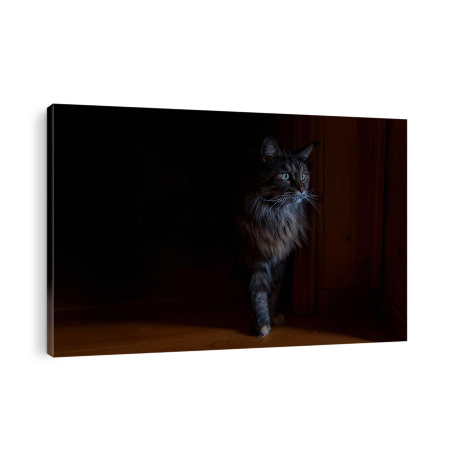 Portrait beautiful Maine Coon cat with green eyes, fluffy cat in dark.