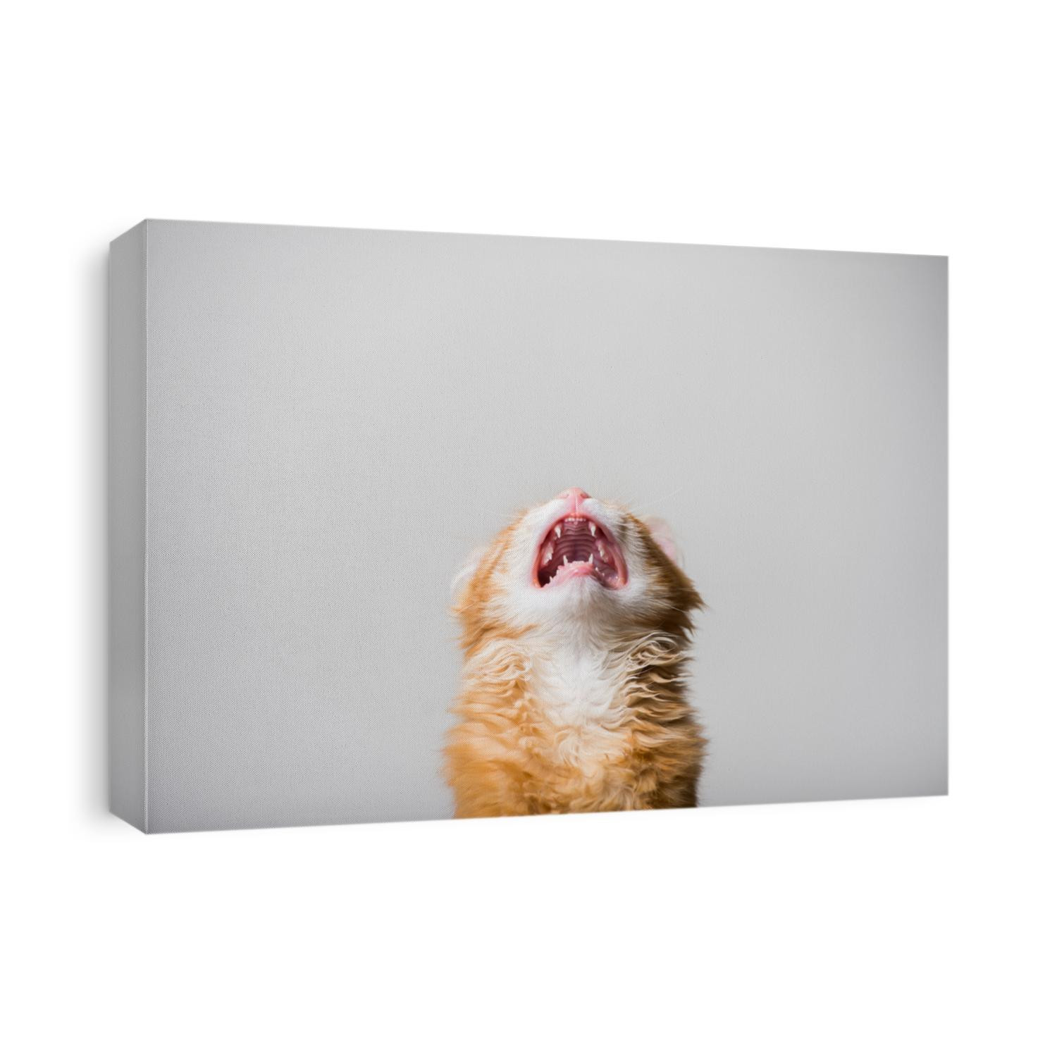 Cry cat isolated. Funny ginger kitten with open mouth.  