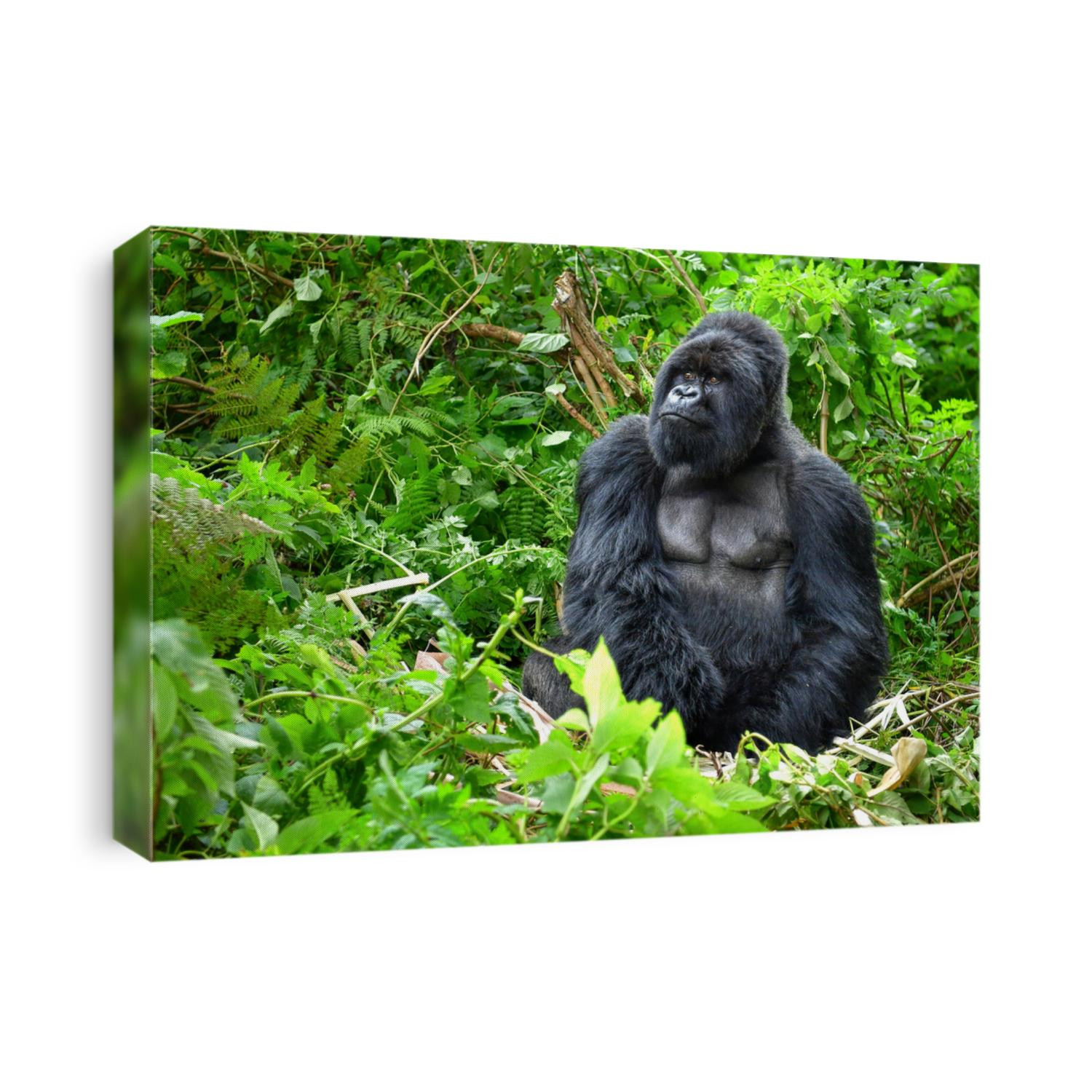 A silverback mountain gorilla in a rainforest in Rwanda