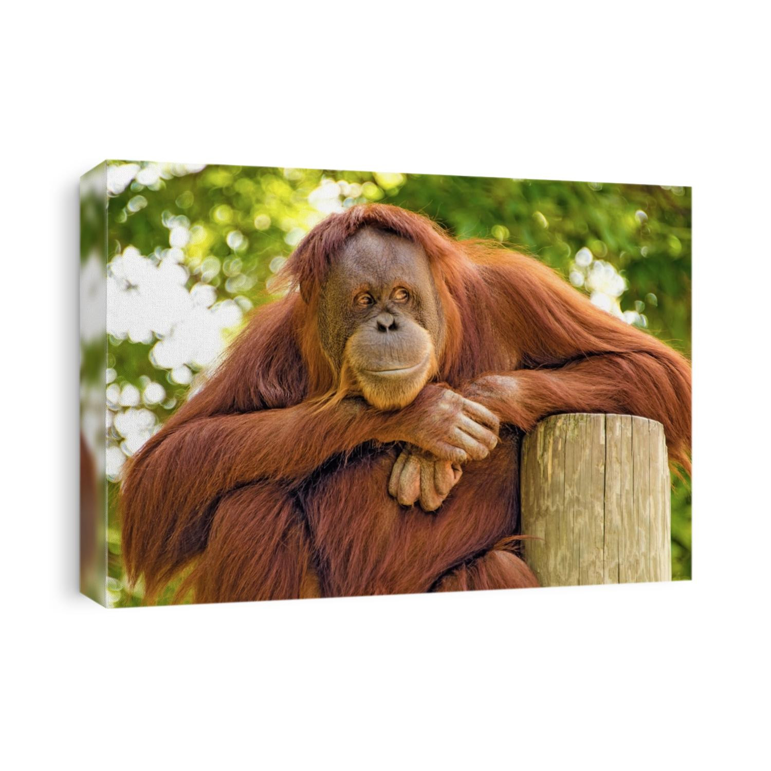 The observer. An orangutan watching the world go by.