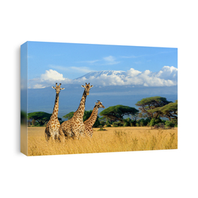 Wildlife