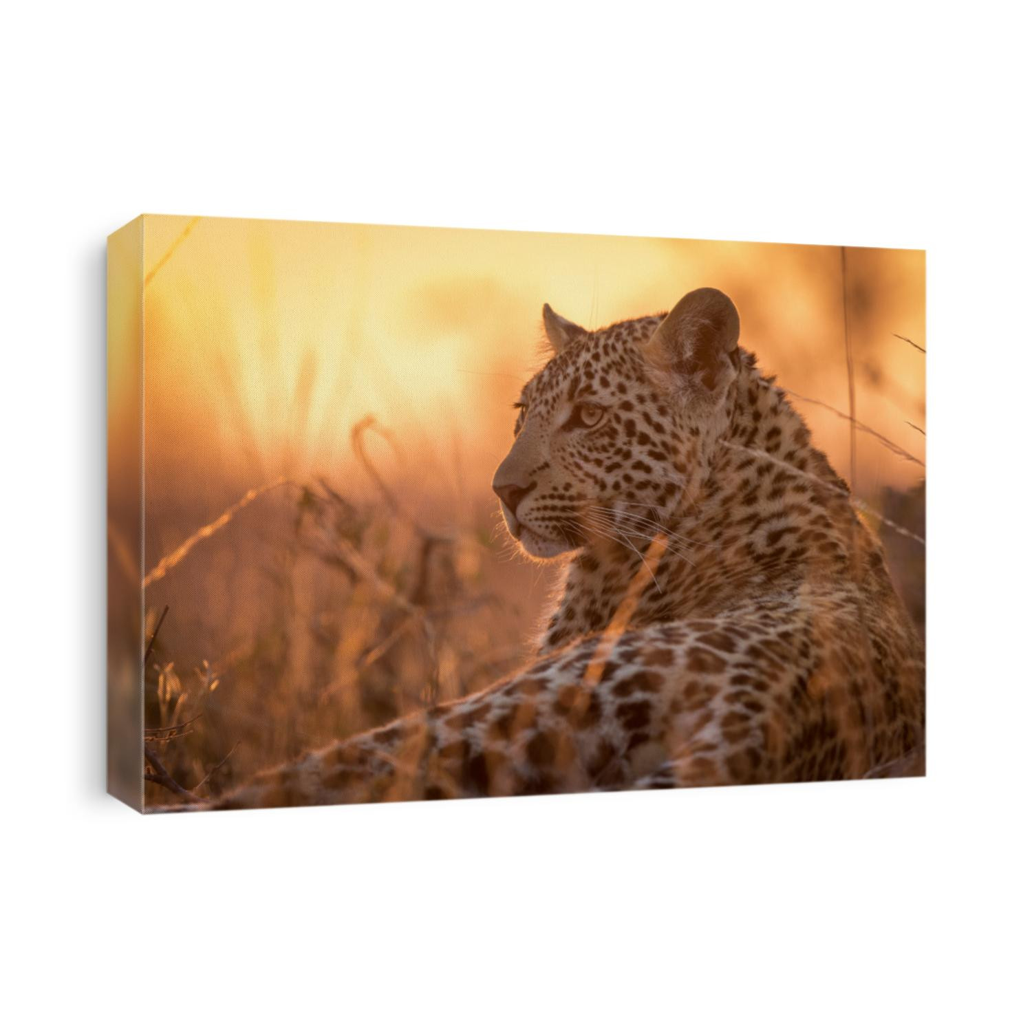 A young leopard (Panthera pardus) resting on a termite mound while the sun is setting behind it