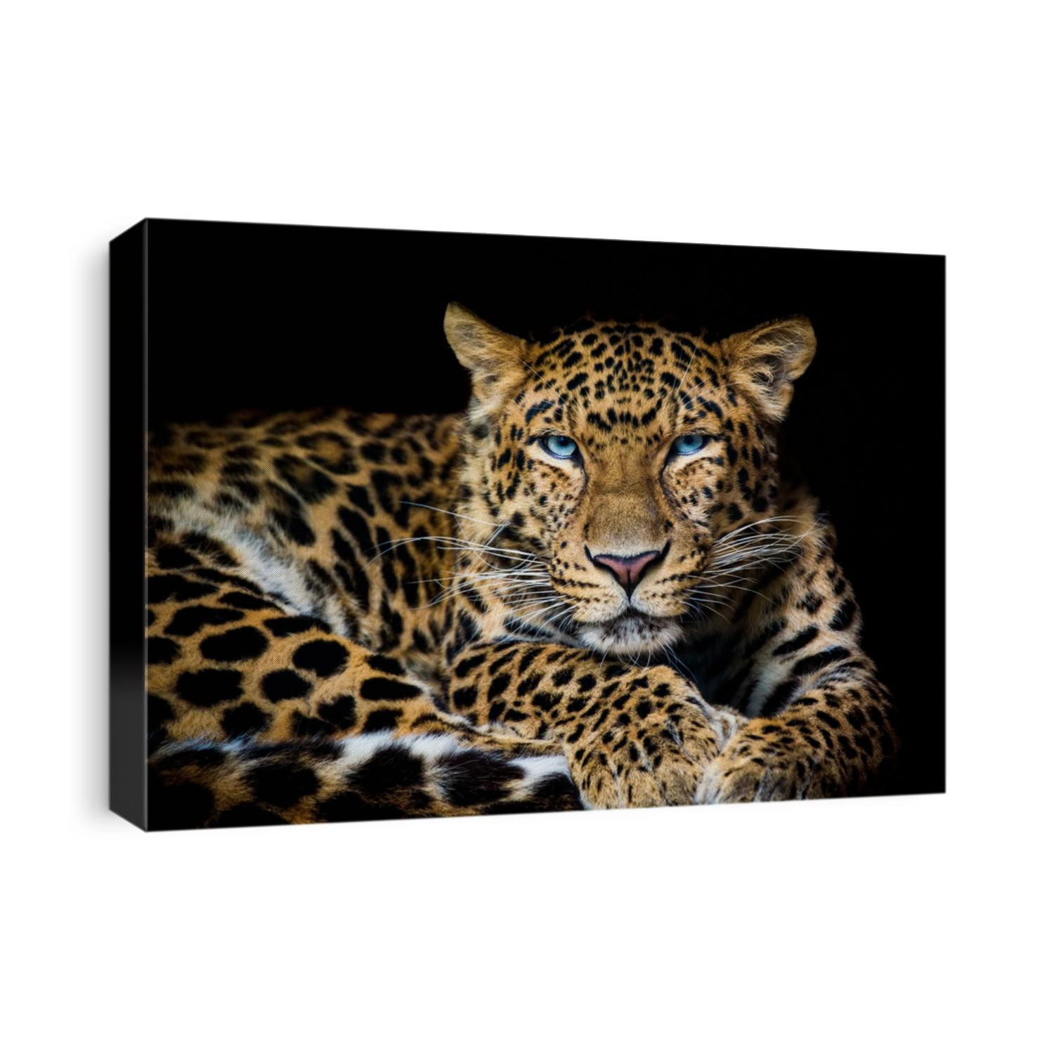 North China leopard Panthera pardus japonensis black backround Zoo