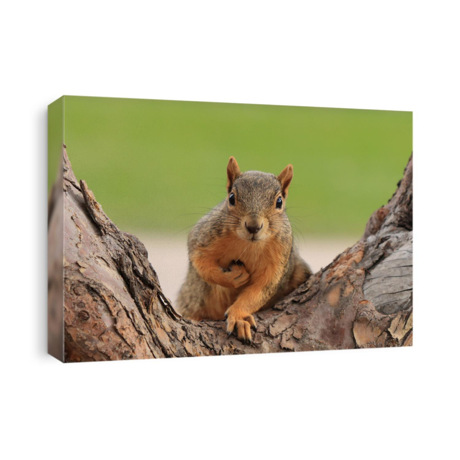 Portrait of fox squirrel (Sciurus niger) sitting on branch isolated on green. Holds foreleg with nut on chest. Urban wildlife. The largest species of tree squirrel in N. America. Denver, Colorado.
