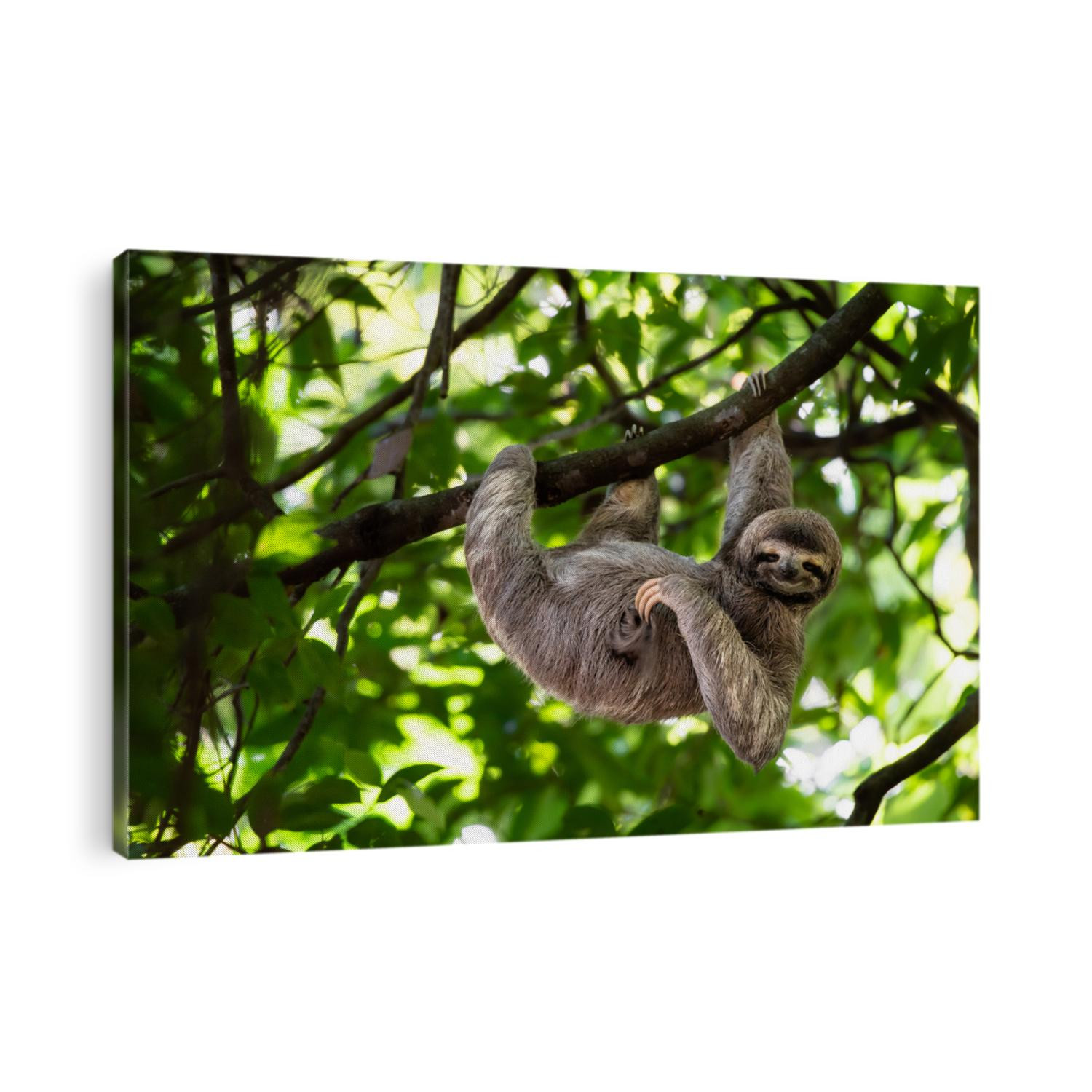 Cute sloth hanging on tree branch with funny face look, perfect portrait of wild animal in the Rainforest of Costa Rica scratching the belly, Bradypus variegatus, brown-throated three-toed sloth,