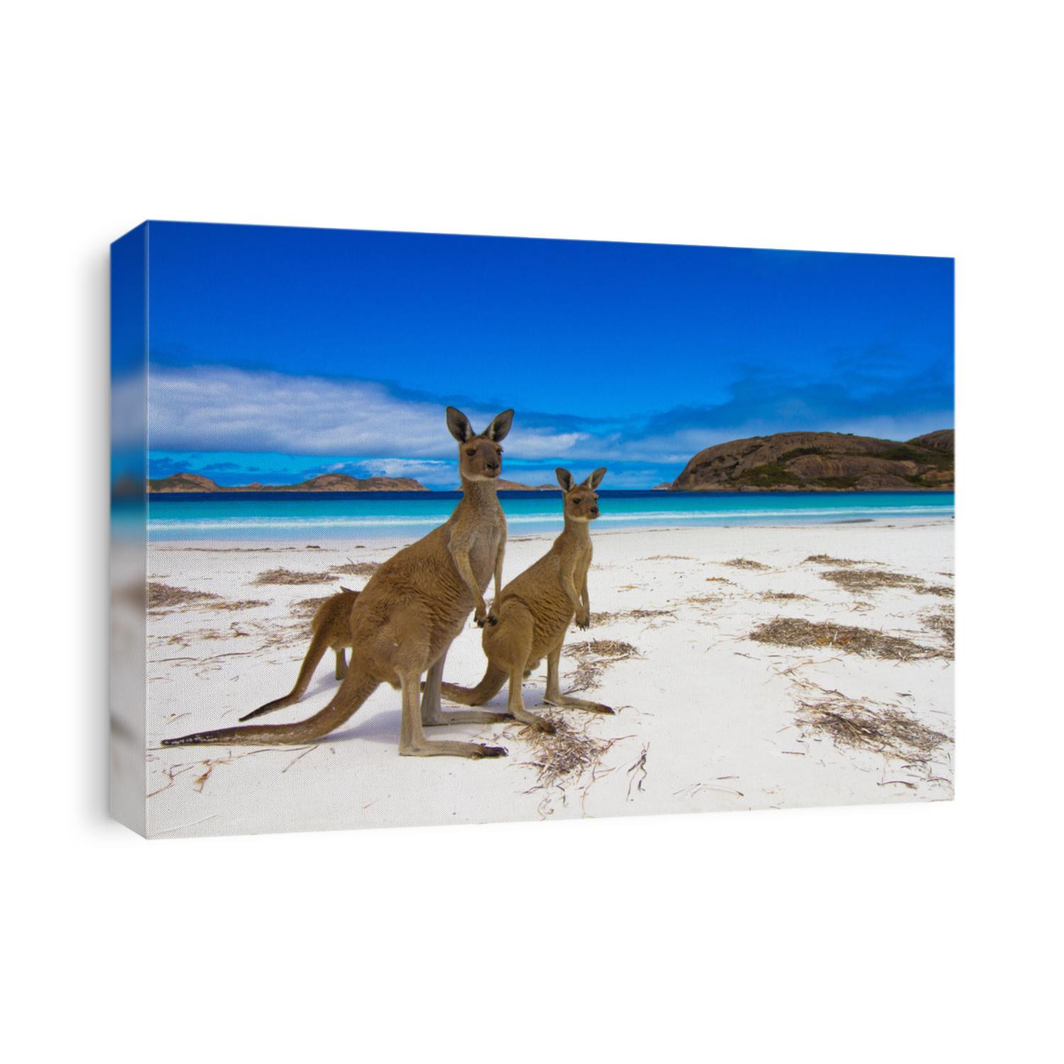 Esperence Lucky Bay Western Australia Kangaroo Beach