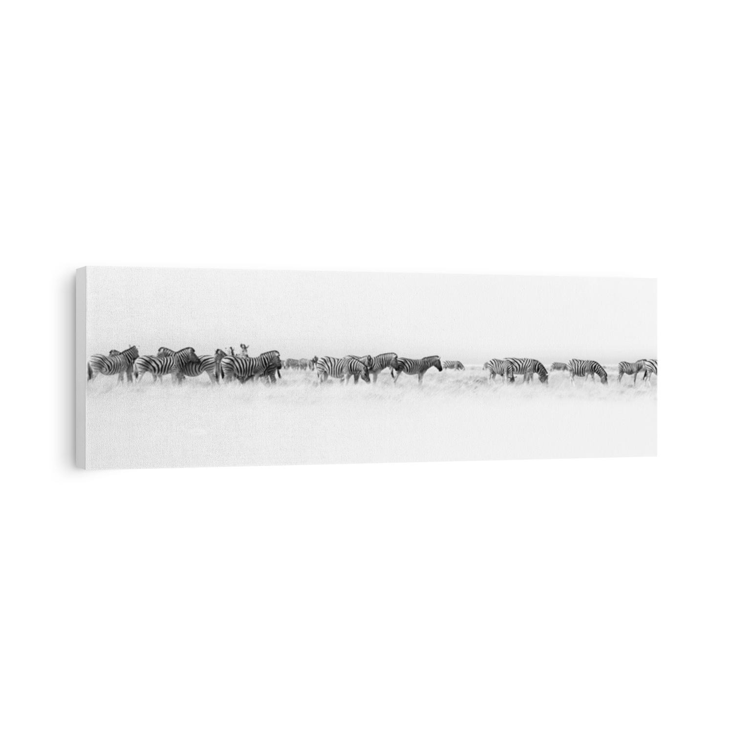 Zebras herd white background isolated, black and white art border, striped animal pattern, african wild nature landscape, monochrome wallpaper, decorative ornament, frame, banner design, trendy print
