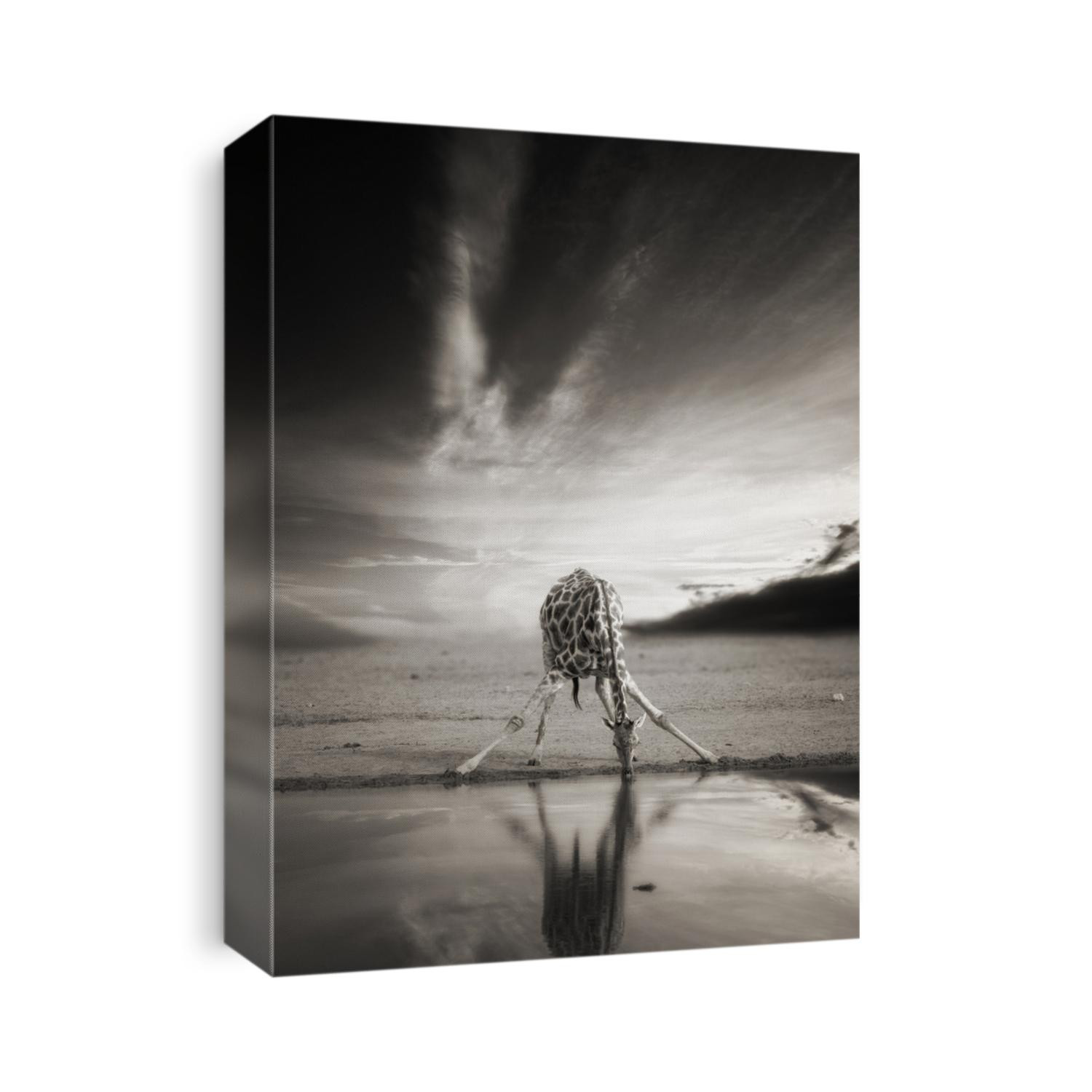 Artistic, black and white, vintage photo of wild, alone South African giraffe, Giraffa giraffa, drinking from waterhole against dramatic background. Wildlife photography in Etosha pan, Namibia.