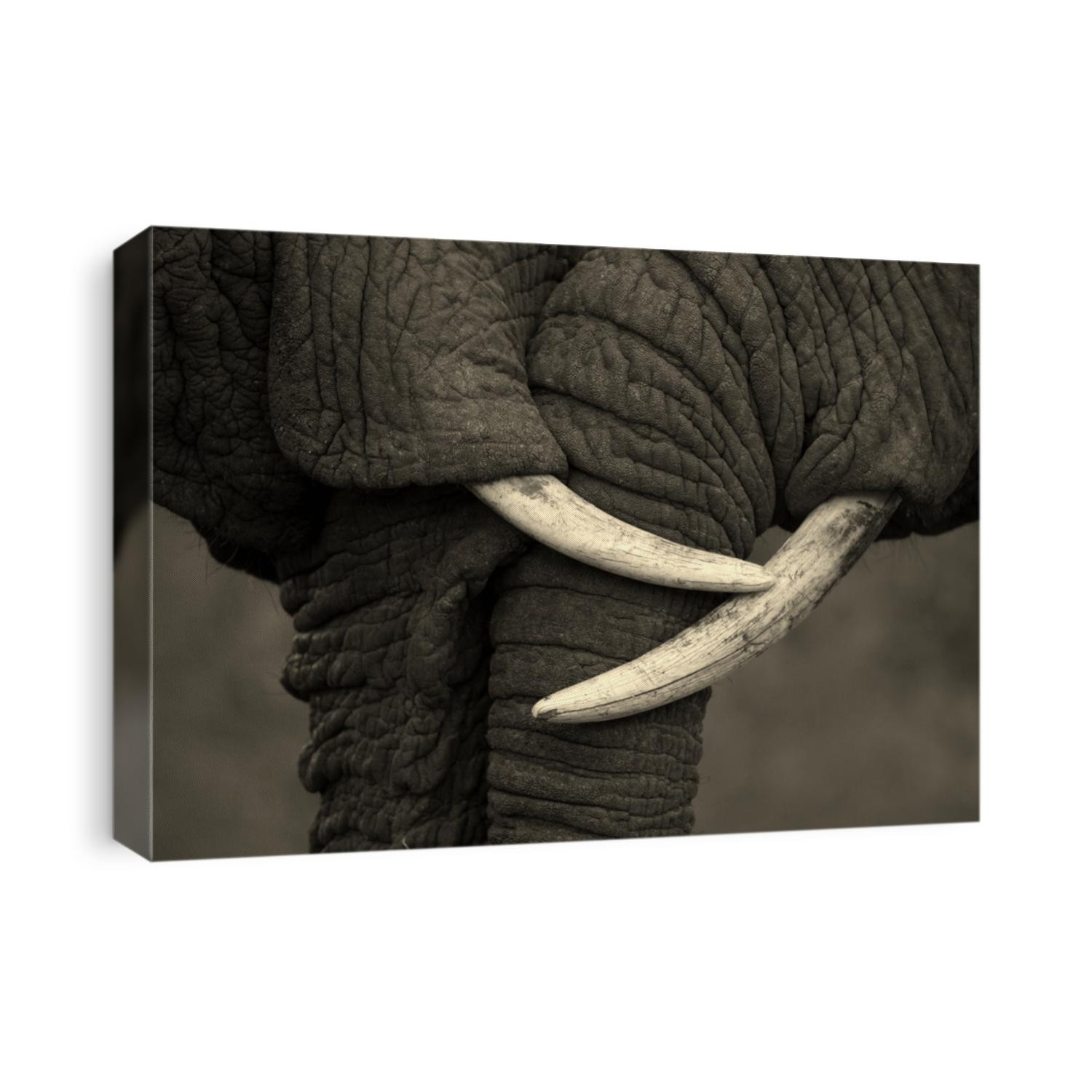 This amazing photo of two elephants interacting was taken on safari in Africa. The black and white conversion enhanced the feel.