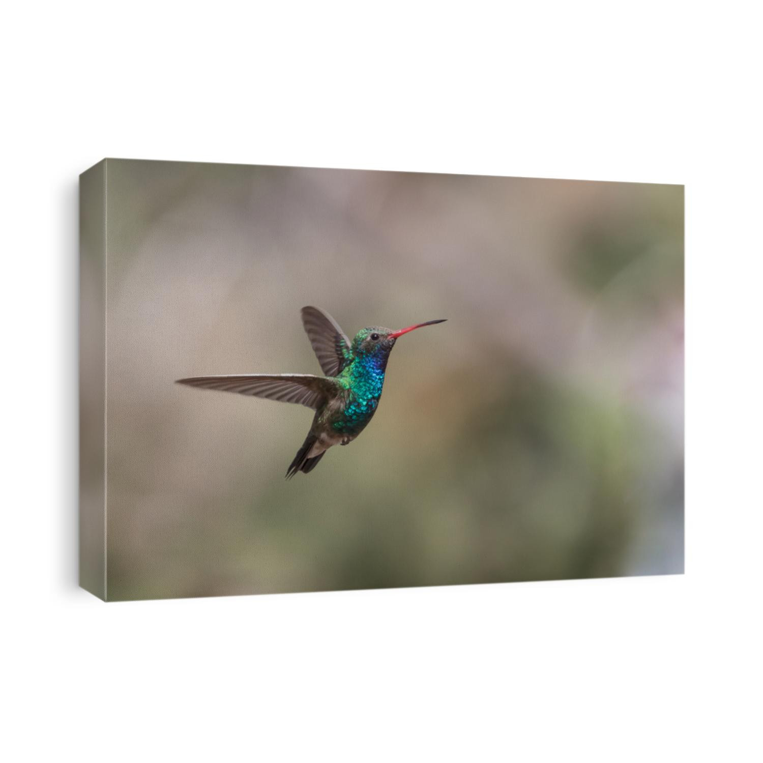 A Male Broad-billed Hummingbird in Flight