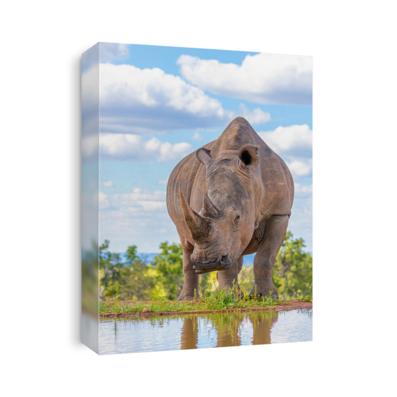 Portrait of a white rhinoceros (Ceratotherium simum) drinking water, Welgevonden Game Reserve, South Africa.