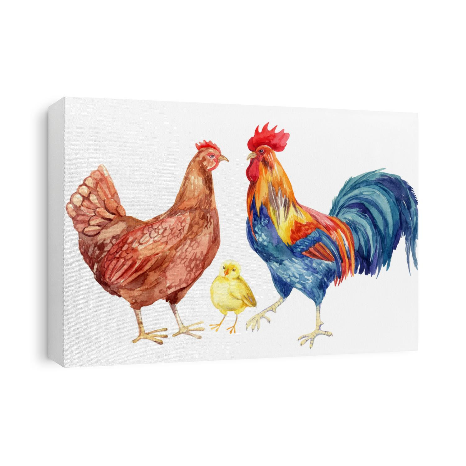 Watercolor chicken family - hen, rooster, chicken. Hand painted illustration