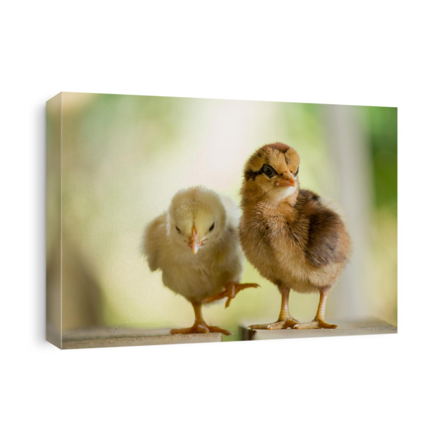 Twin or couple of little chickens friend between brown and yellow color, Close up both of chicks or newborn of chicken, Beautiful yellow and brown chick on tne natural background