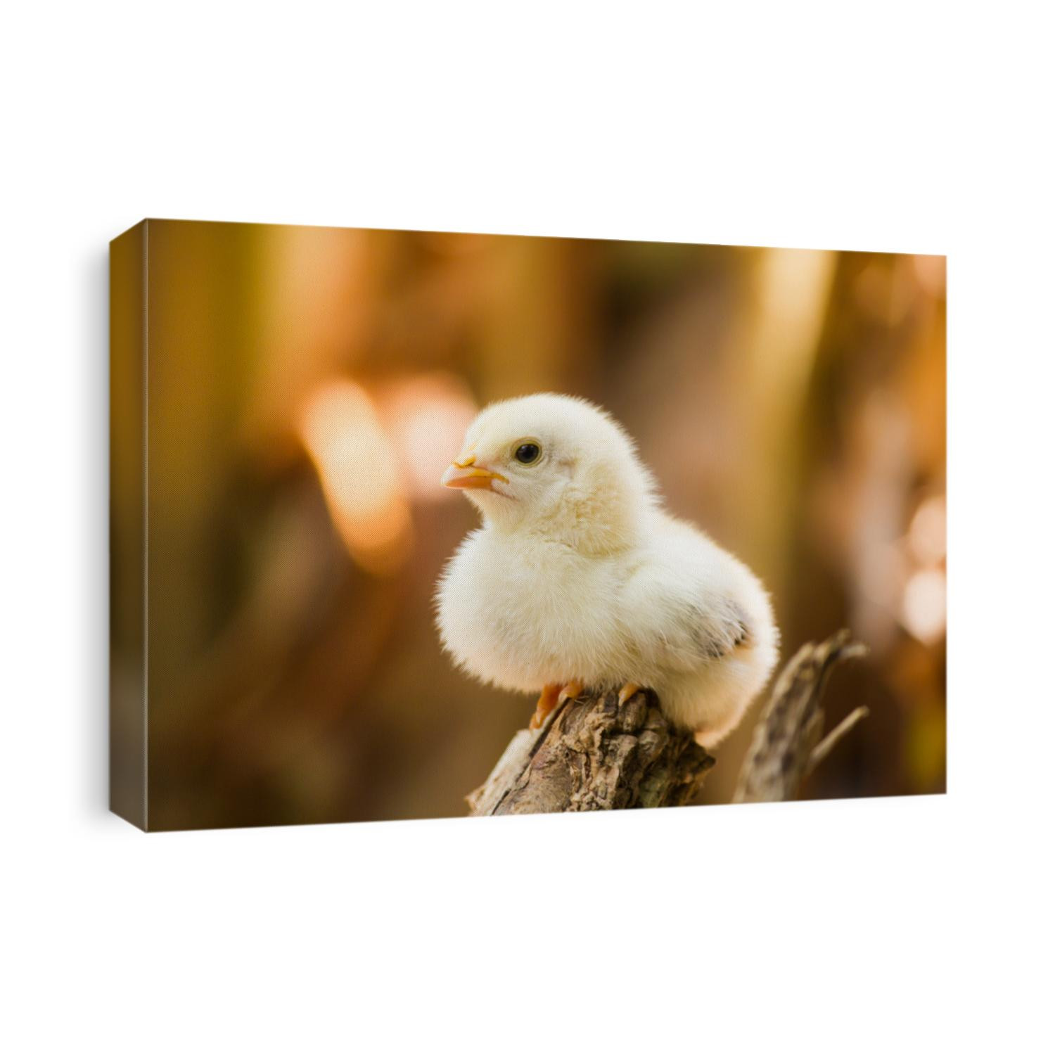 Close up yellow chick or baby chick on the farm pattern for concept design and decorative workings, Beautiful and adorable little chicken on old timber or lumber on the farm and sunshine background
