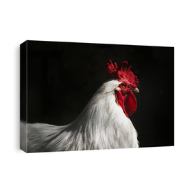 Chickens