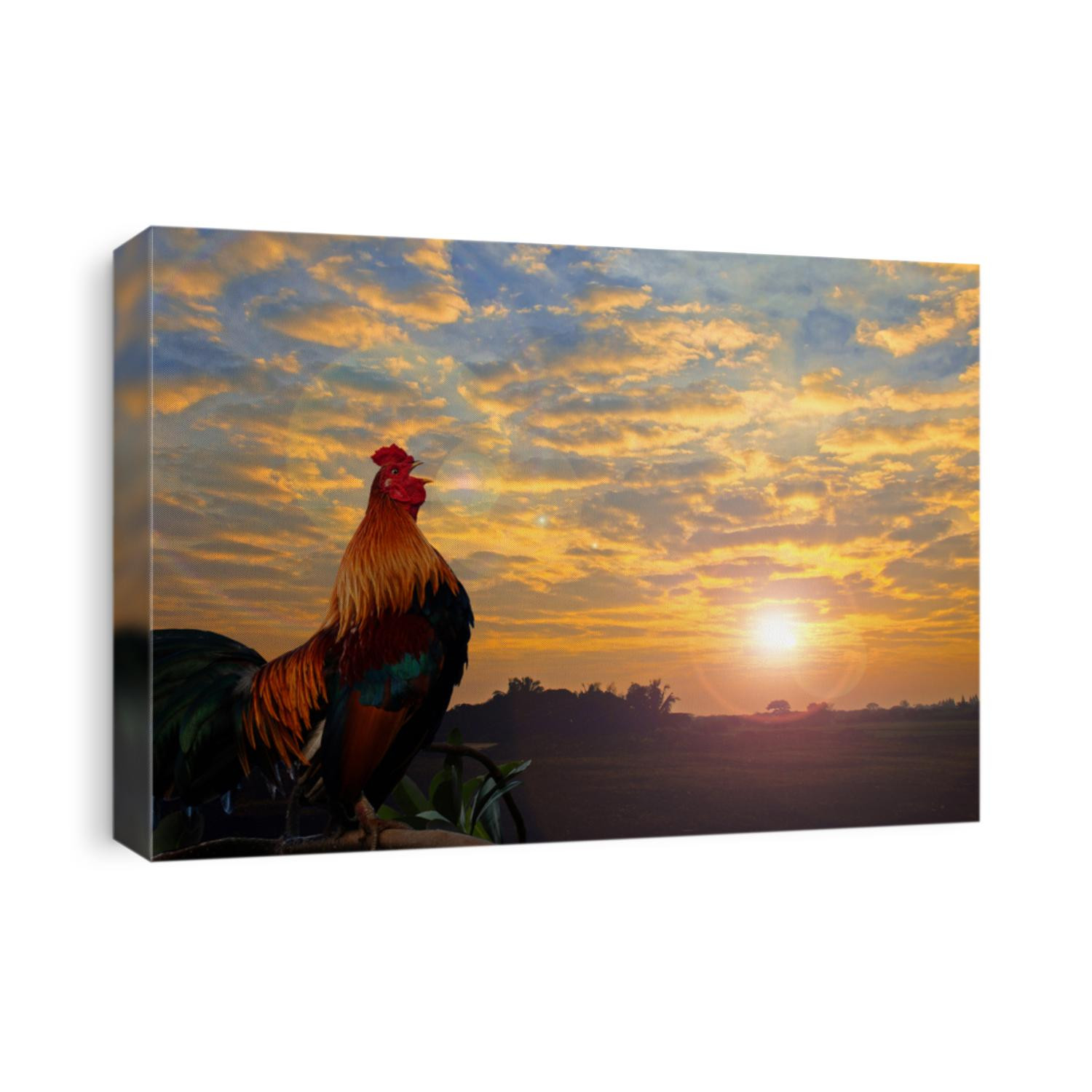 Rooster crowing in the morning with sunrise.
